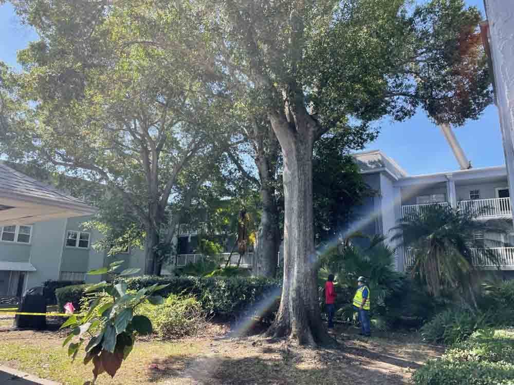 People standing under large trees beside apartment buildings, with sunlight streaming through the branches.