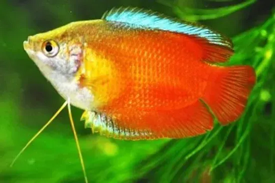 Red Flame Gourami