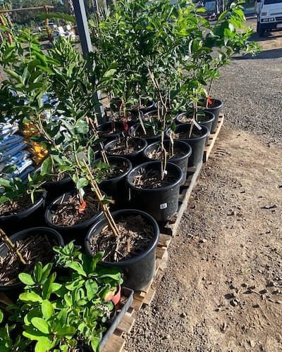 Plants in a Planter — Howard Landscape and Produce Supplies in Hervey Bay, QLD