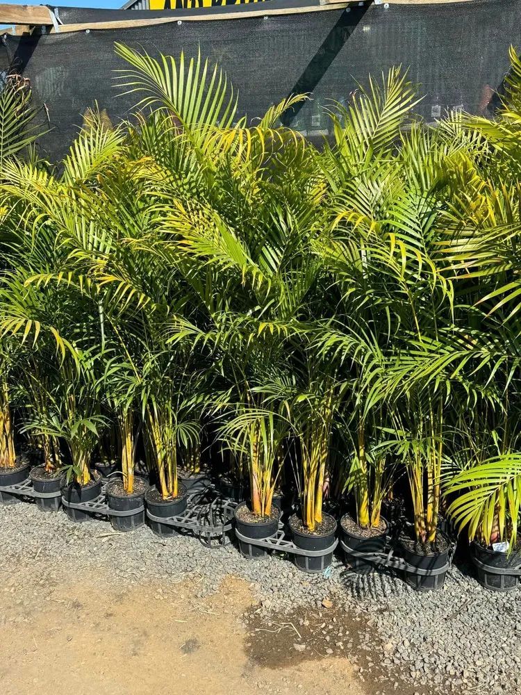 A Bunch of Plants Are Lined Up in a Row — Howard Landscape and Produce Supplies in Hervey Bay, QLD