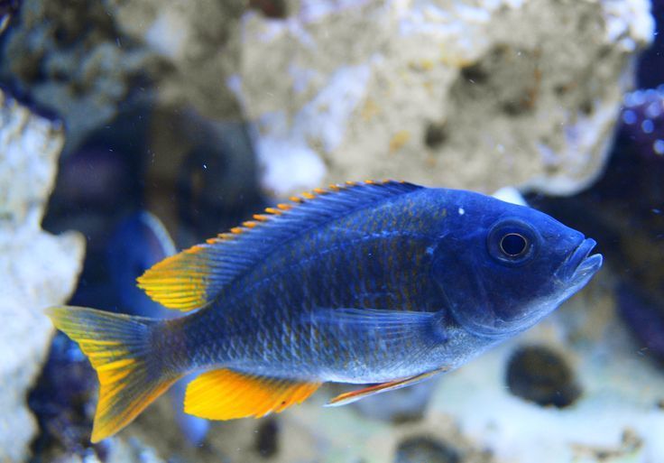 Red Fin Kandango