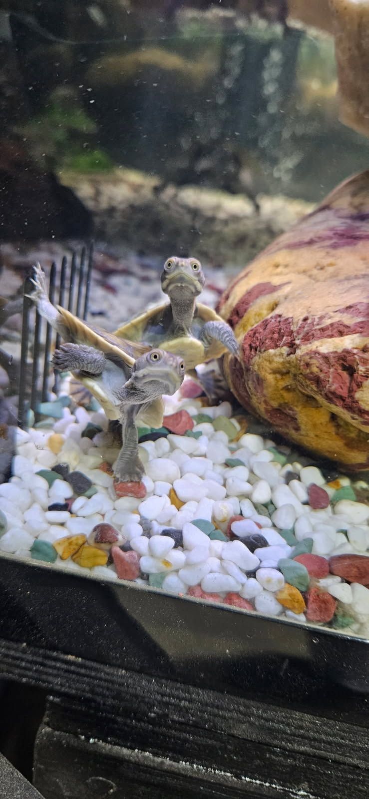 Eastern Short Neck Turtle
