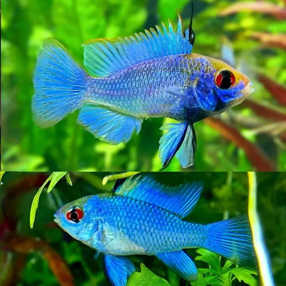 3.5cm Electric Blue Ram
