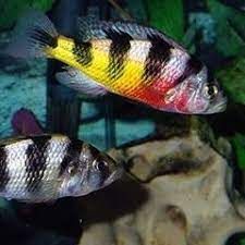 Crimson Tide Cichlid