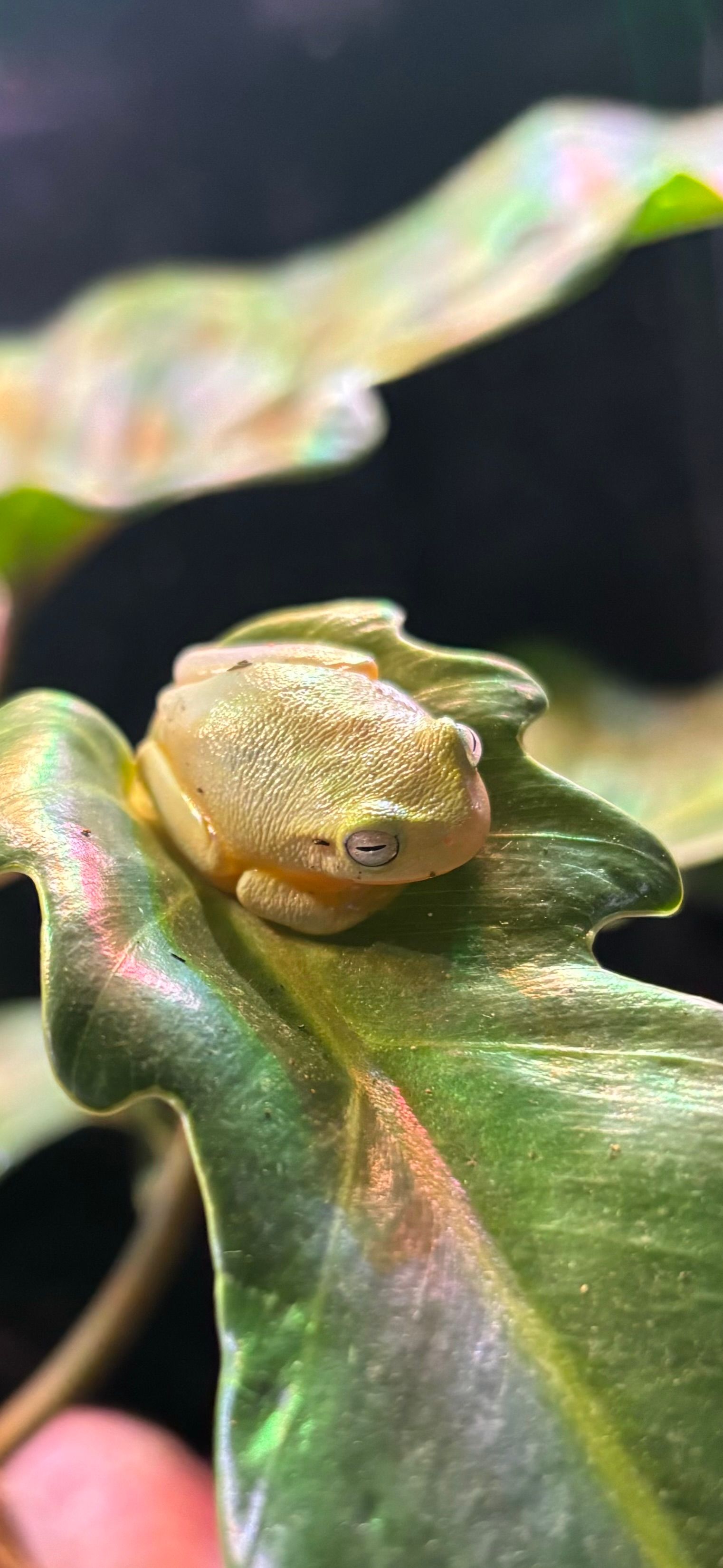Dainty Green Tree Frog