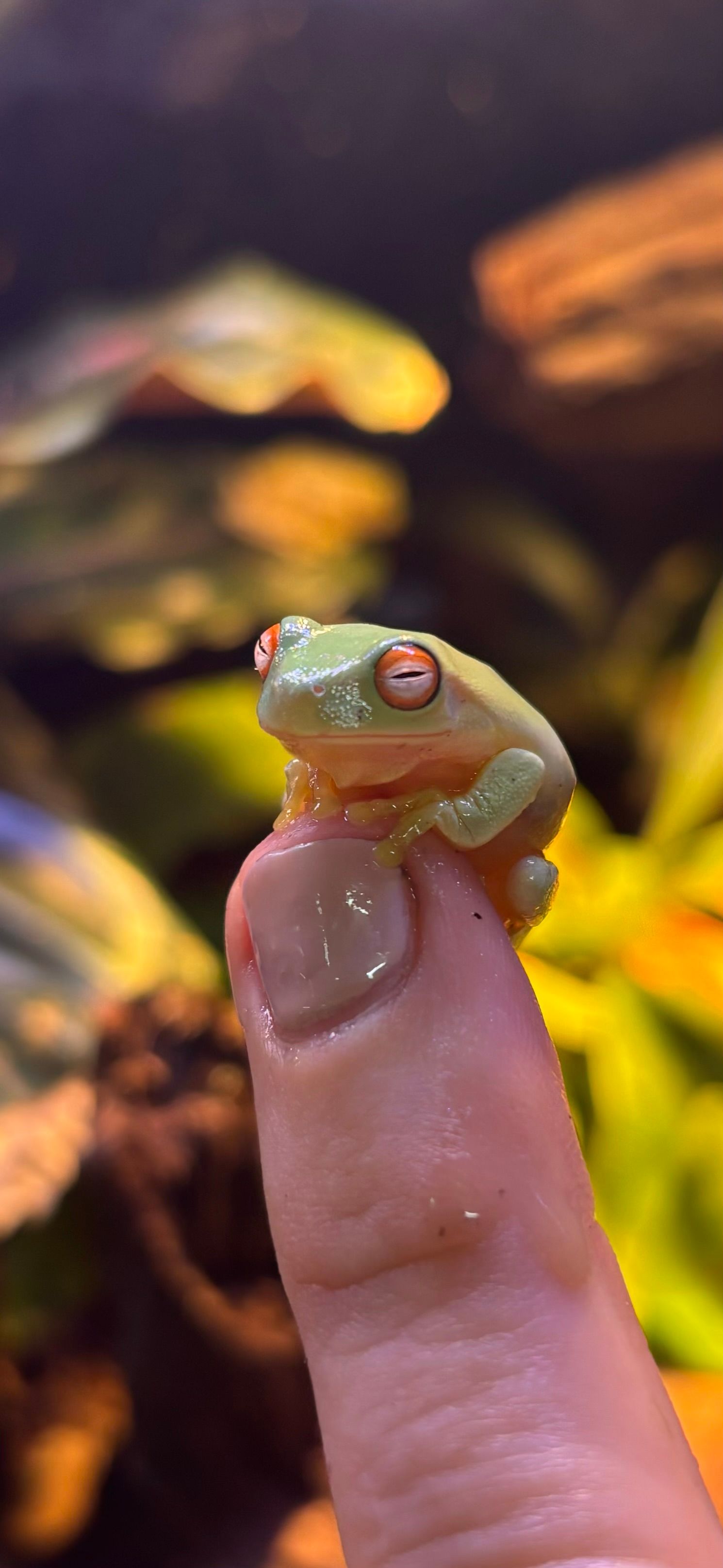 Red Eye Frog