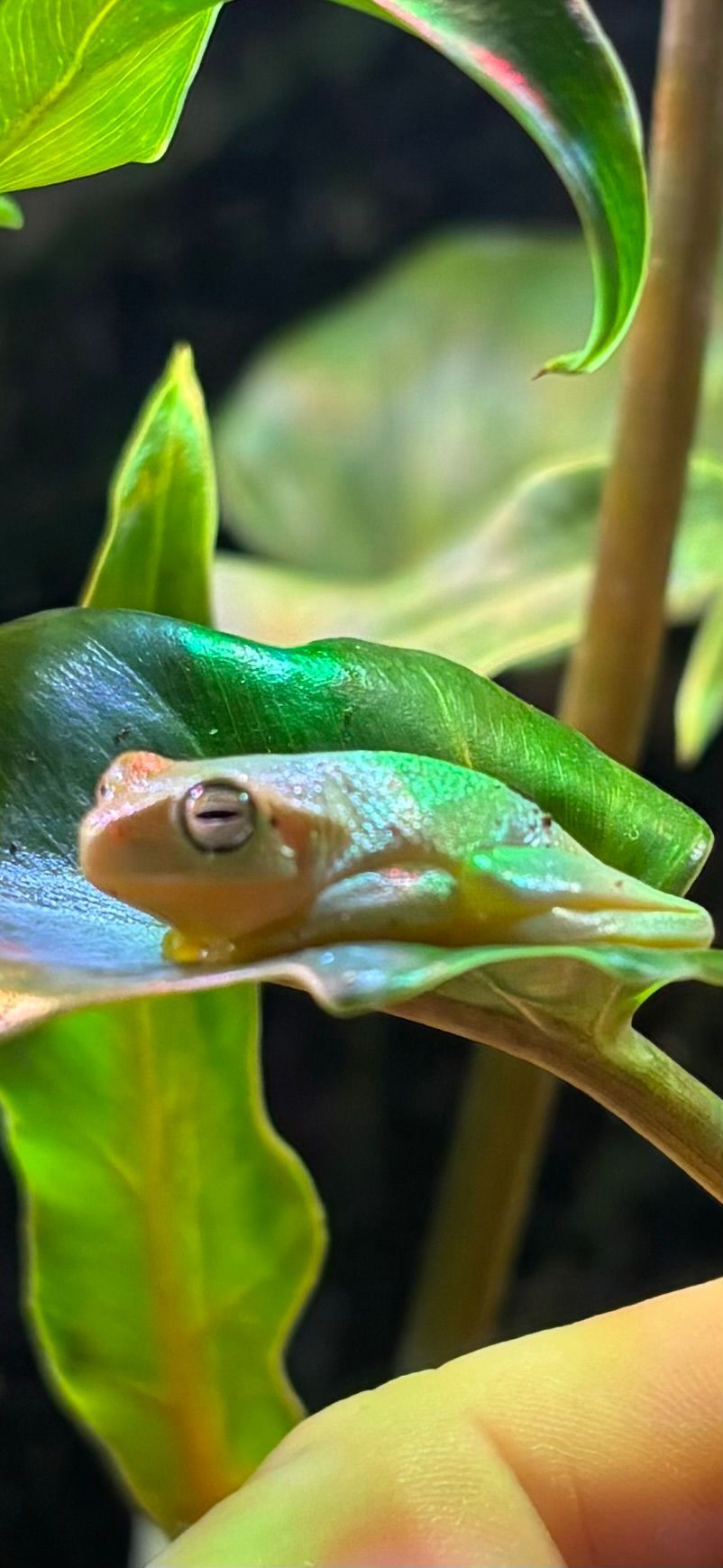 Dainty Green Tree Frog