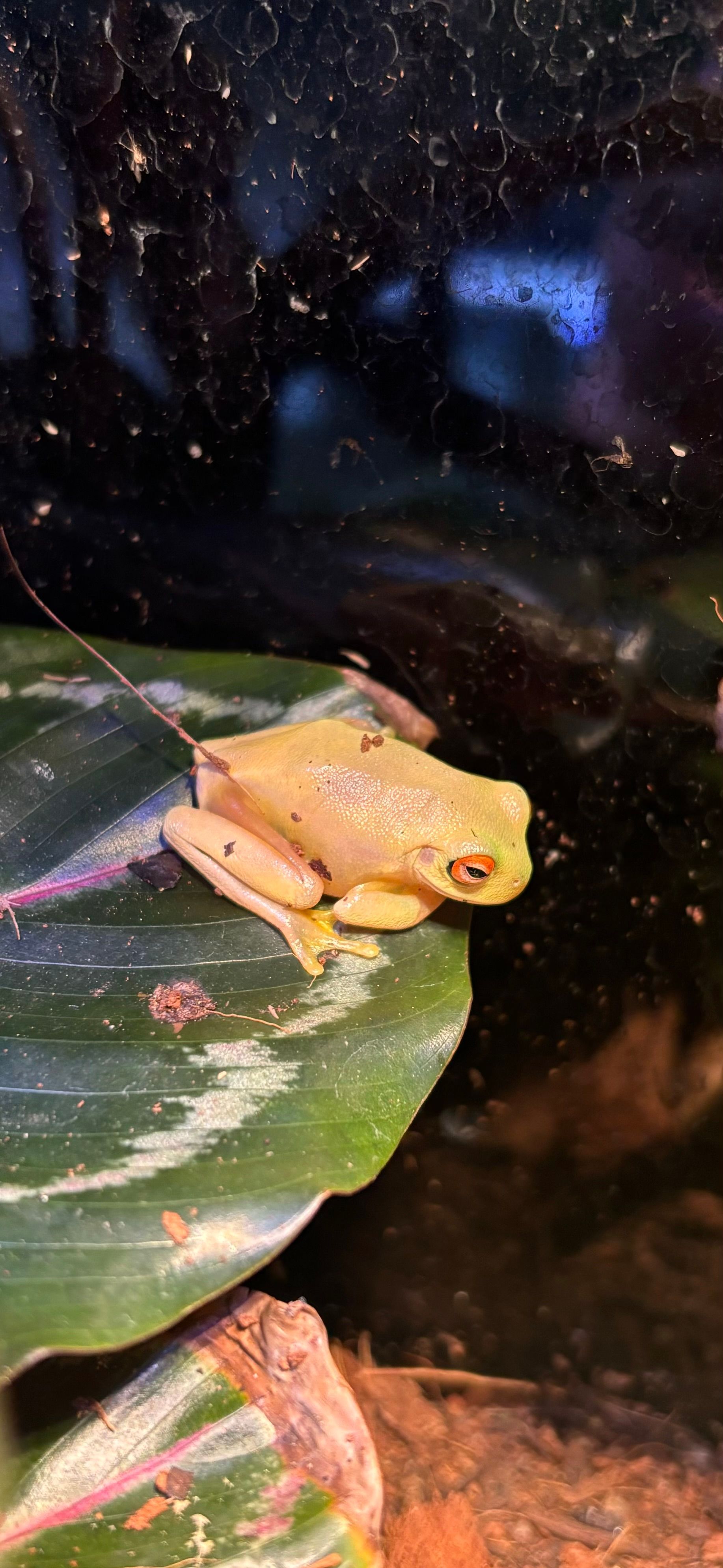 Red Eye Frog