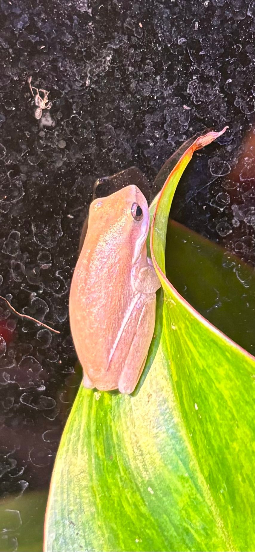 Eastern Dwarf