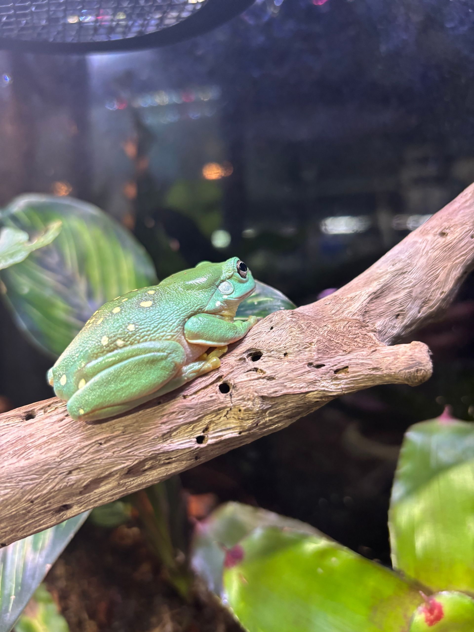 Magnificent Green Tree Frog *OUT OF STOCK*