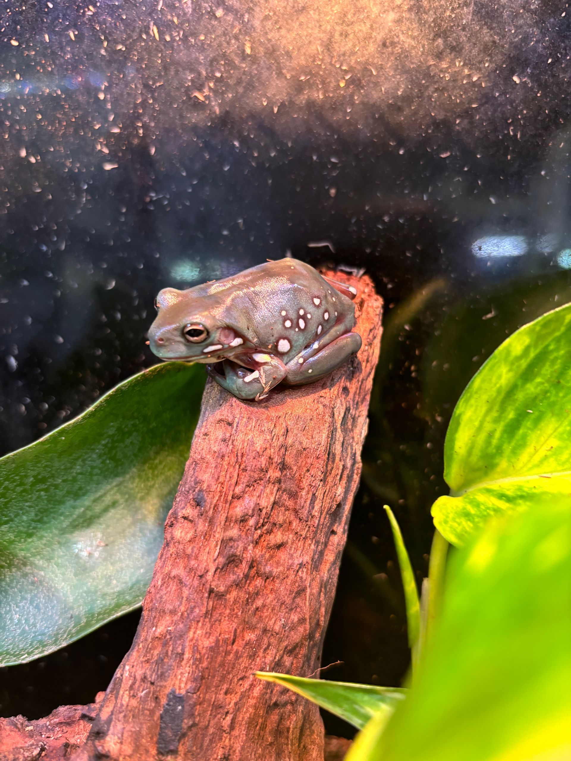 Green Tree Frog