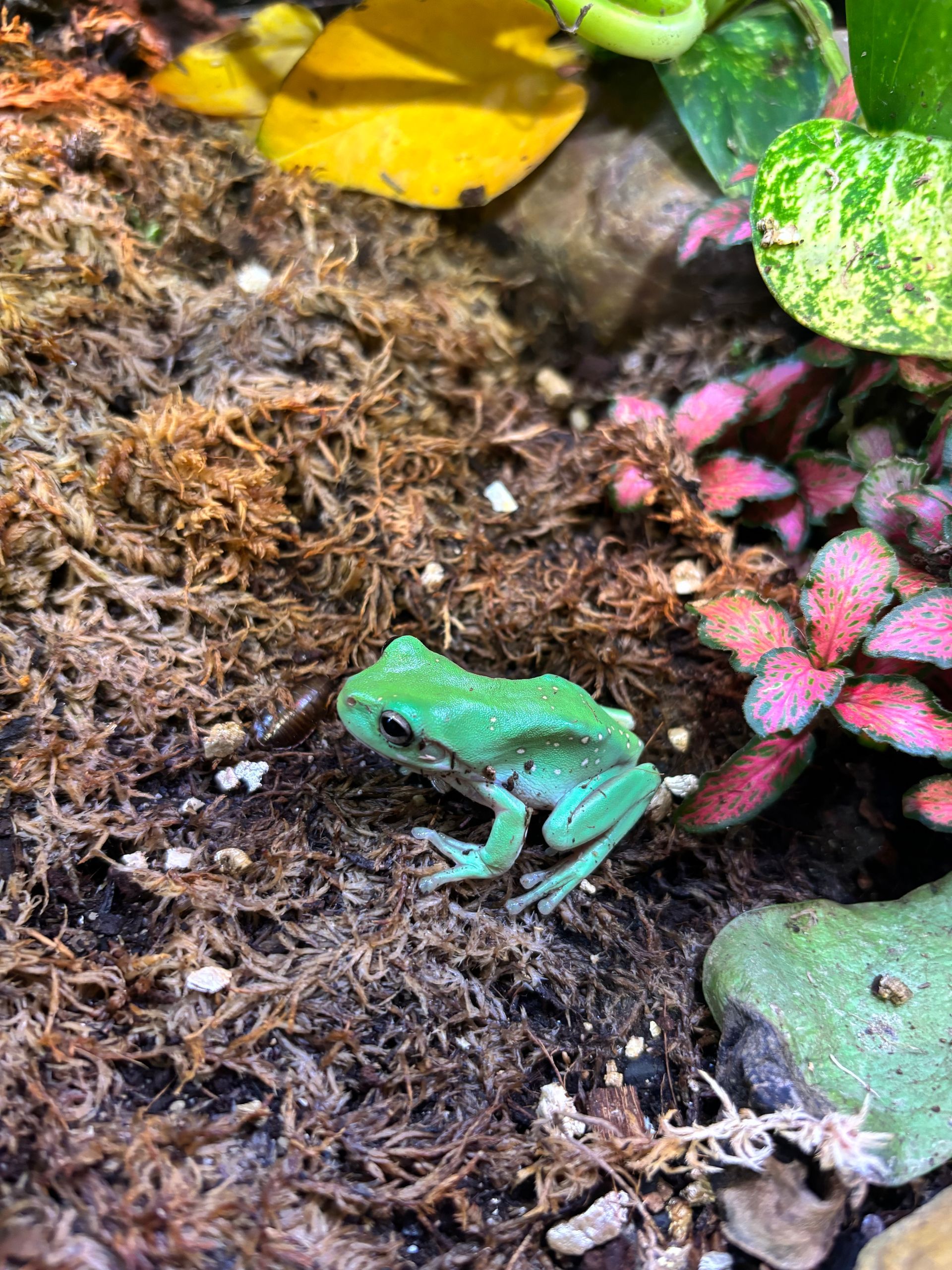 Green Tree Frog