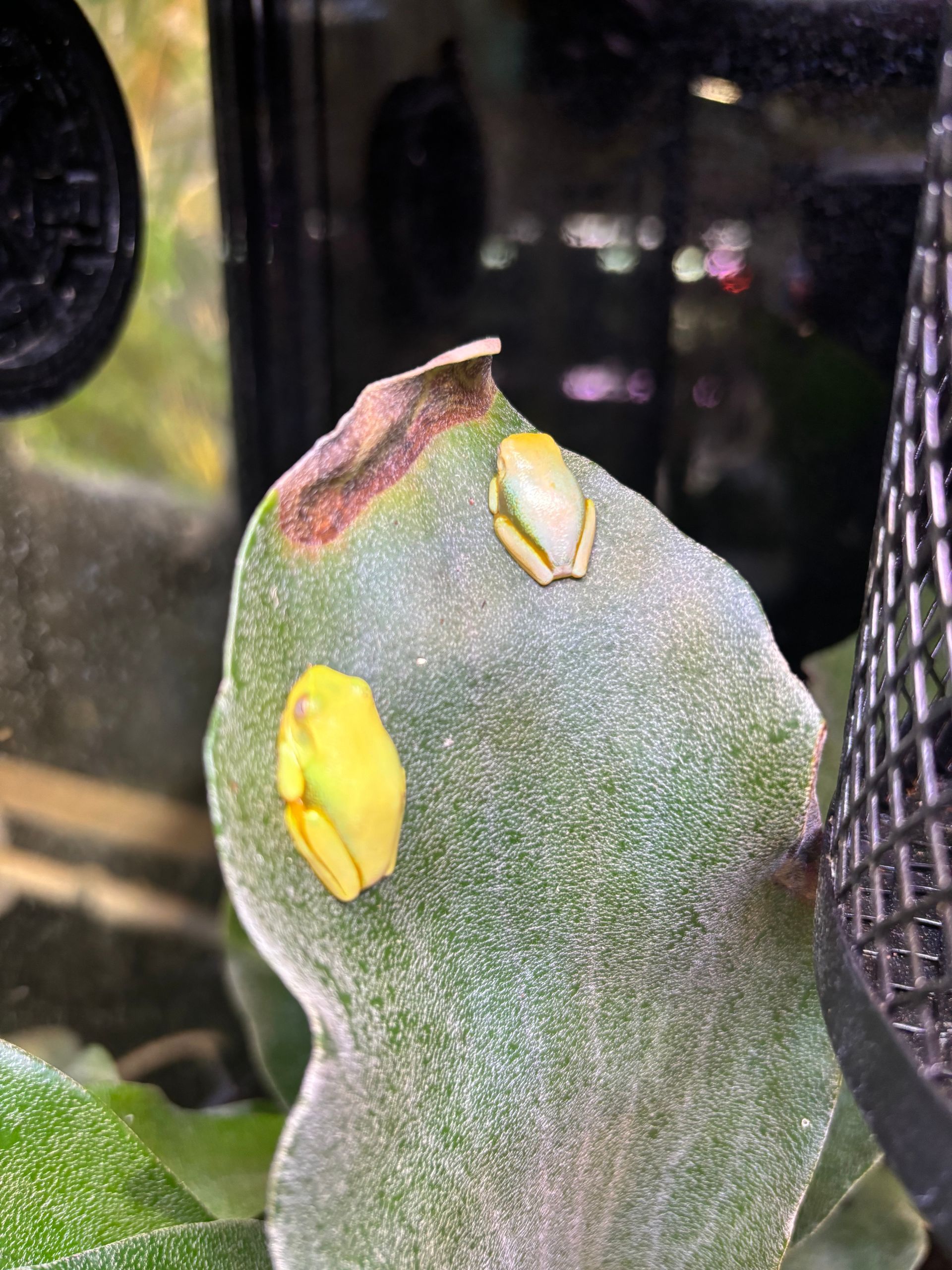 Baby Green Tree Frogs