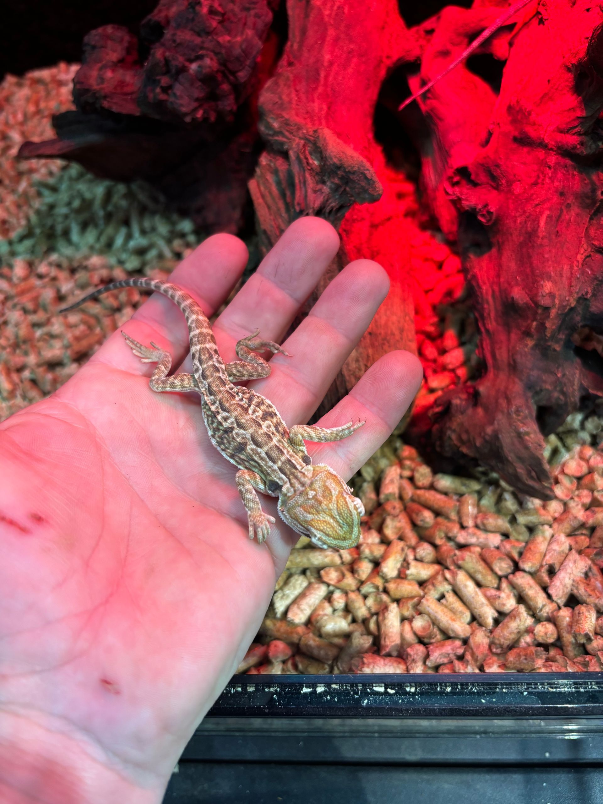 Bearded Dragons