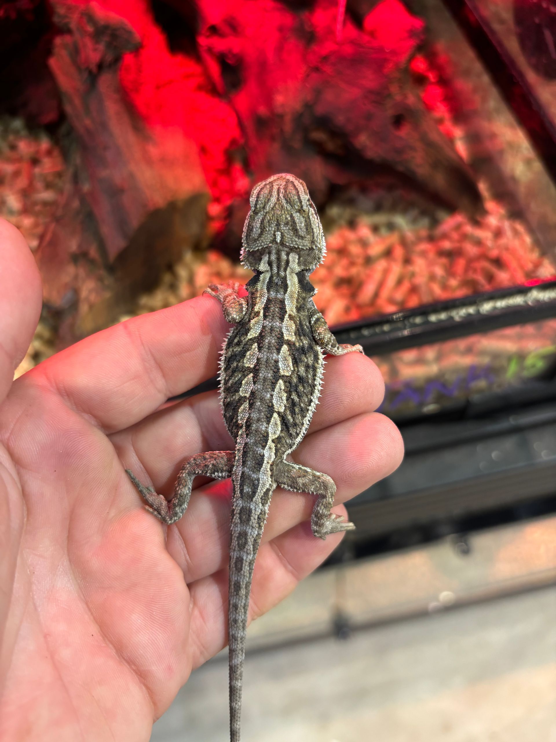 Bearded Dragons