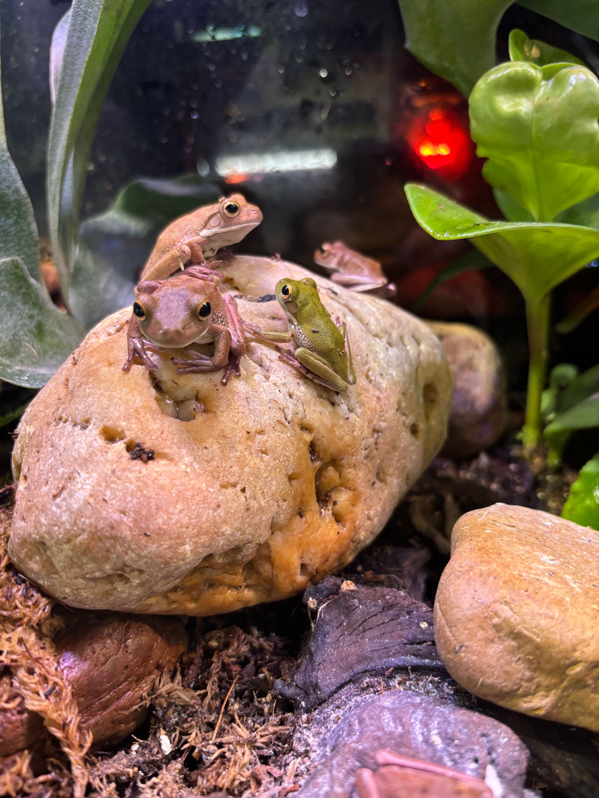 White Lipped Tree Frog