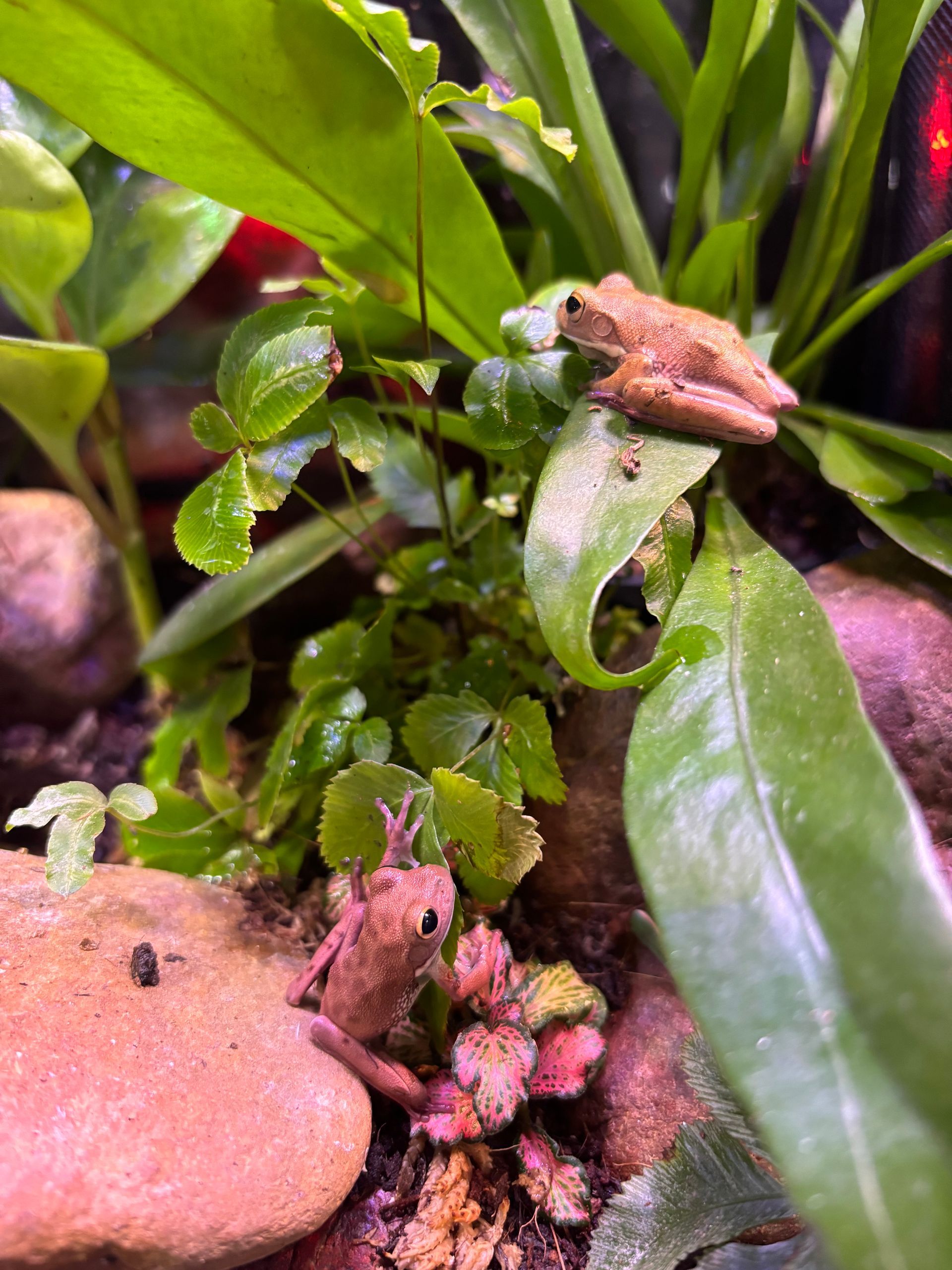 White Lipped Tree Frog