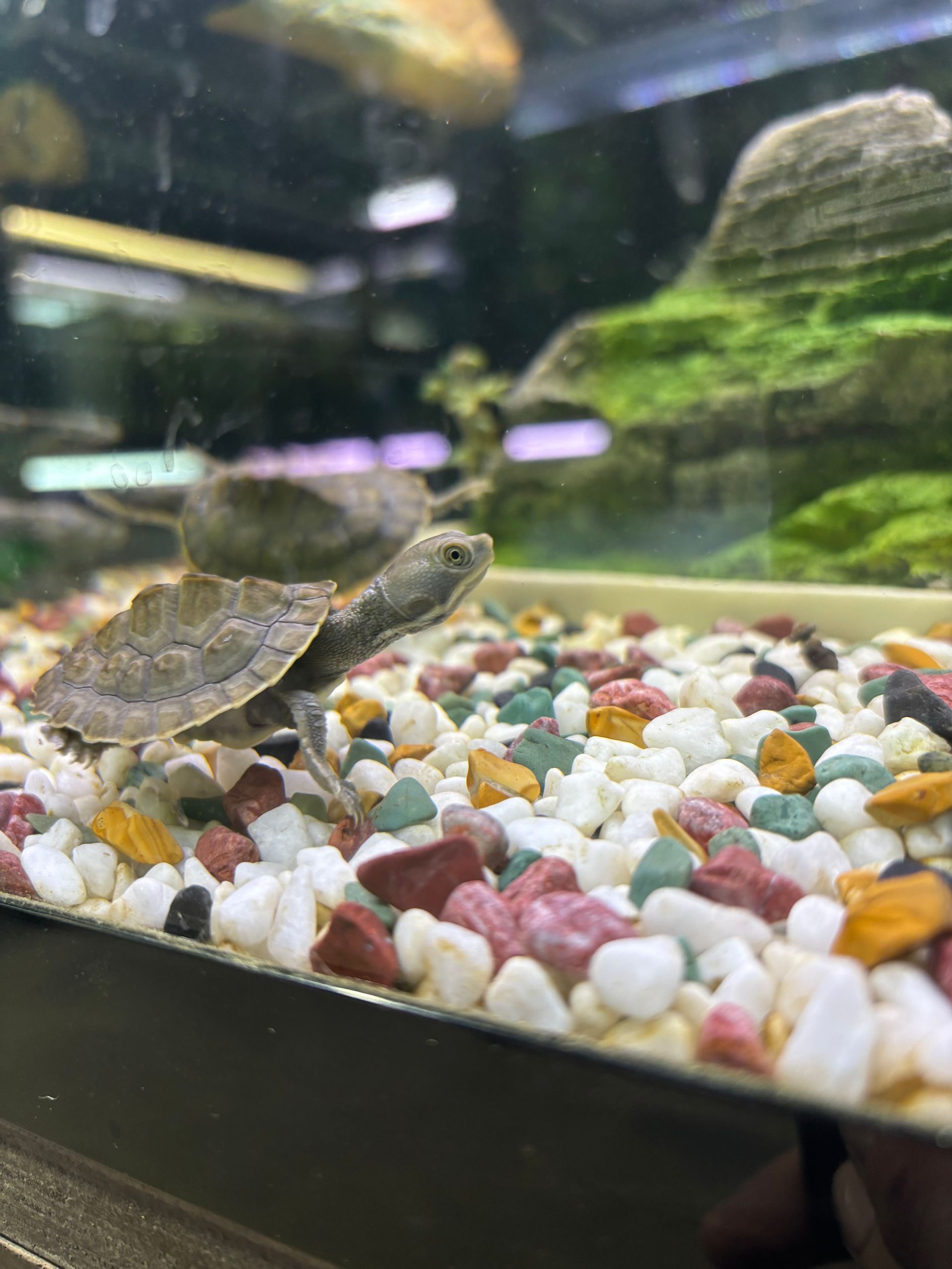 Eastern Short Neck Turtle
