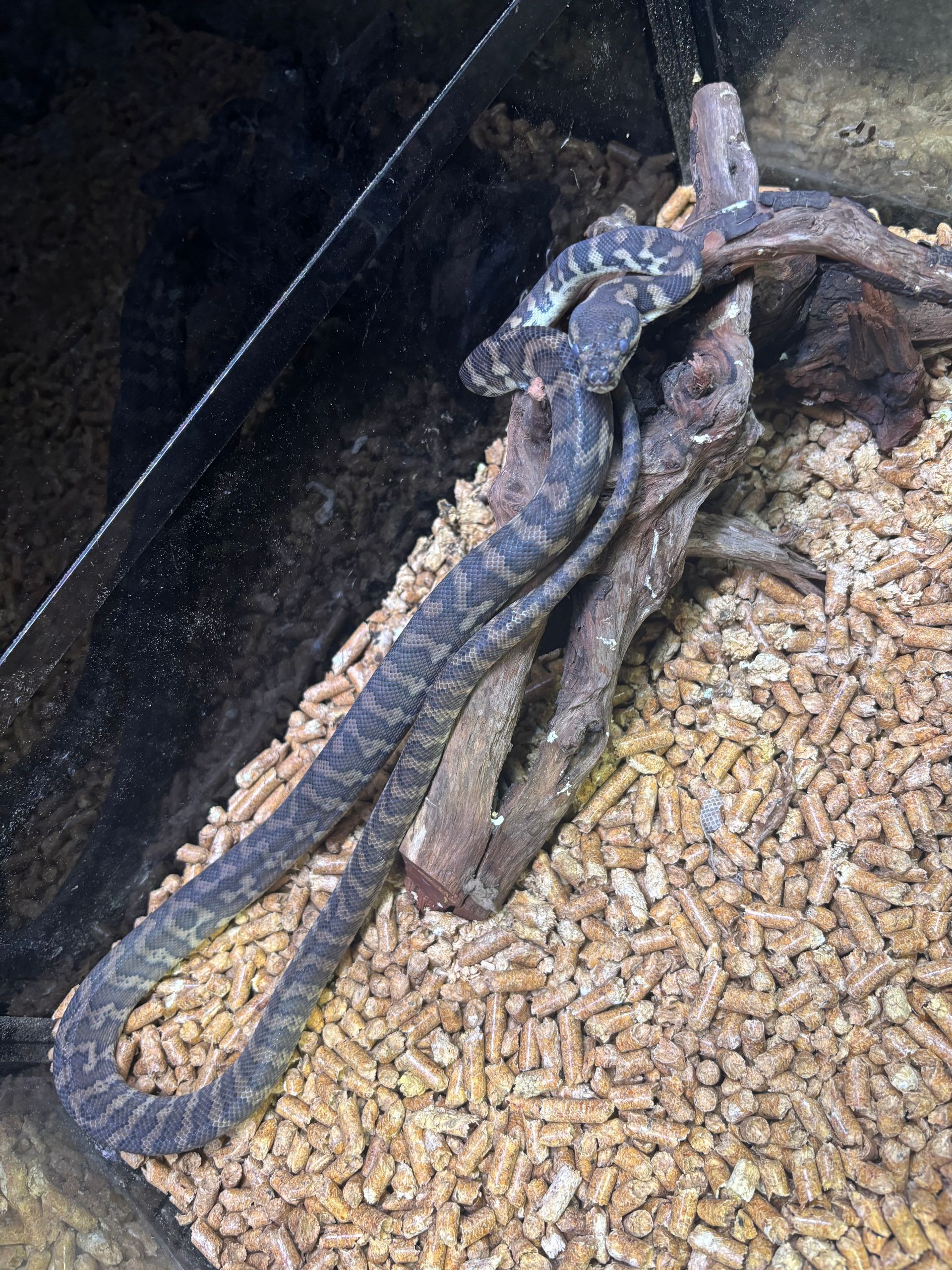 Darwin Pythons