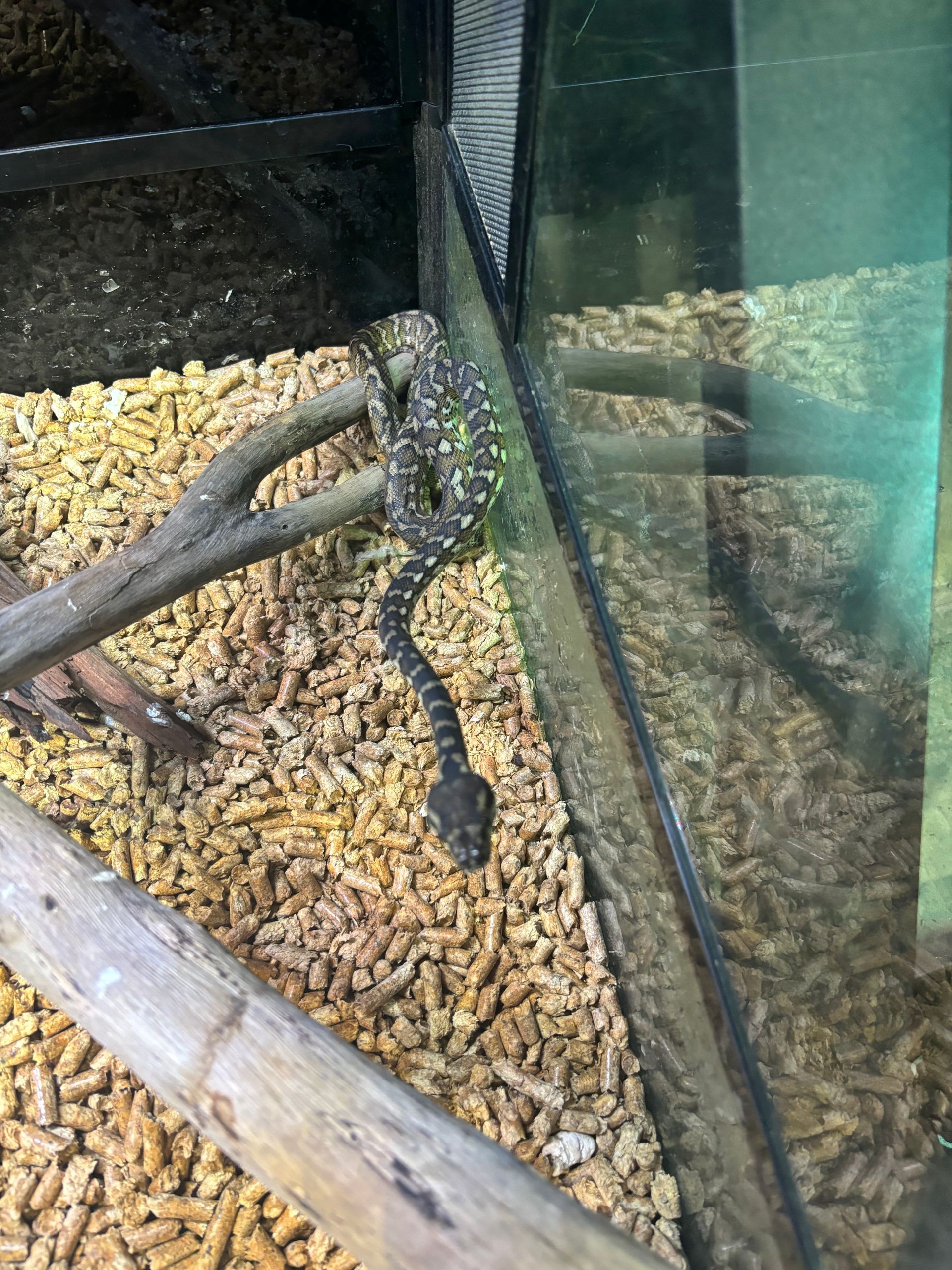 Darwin Pythons