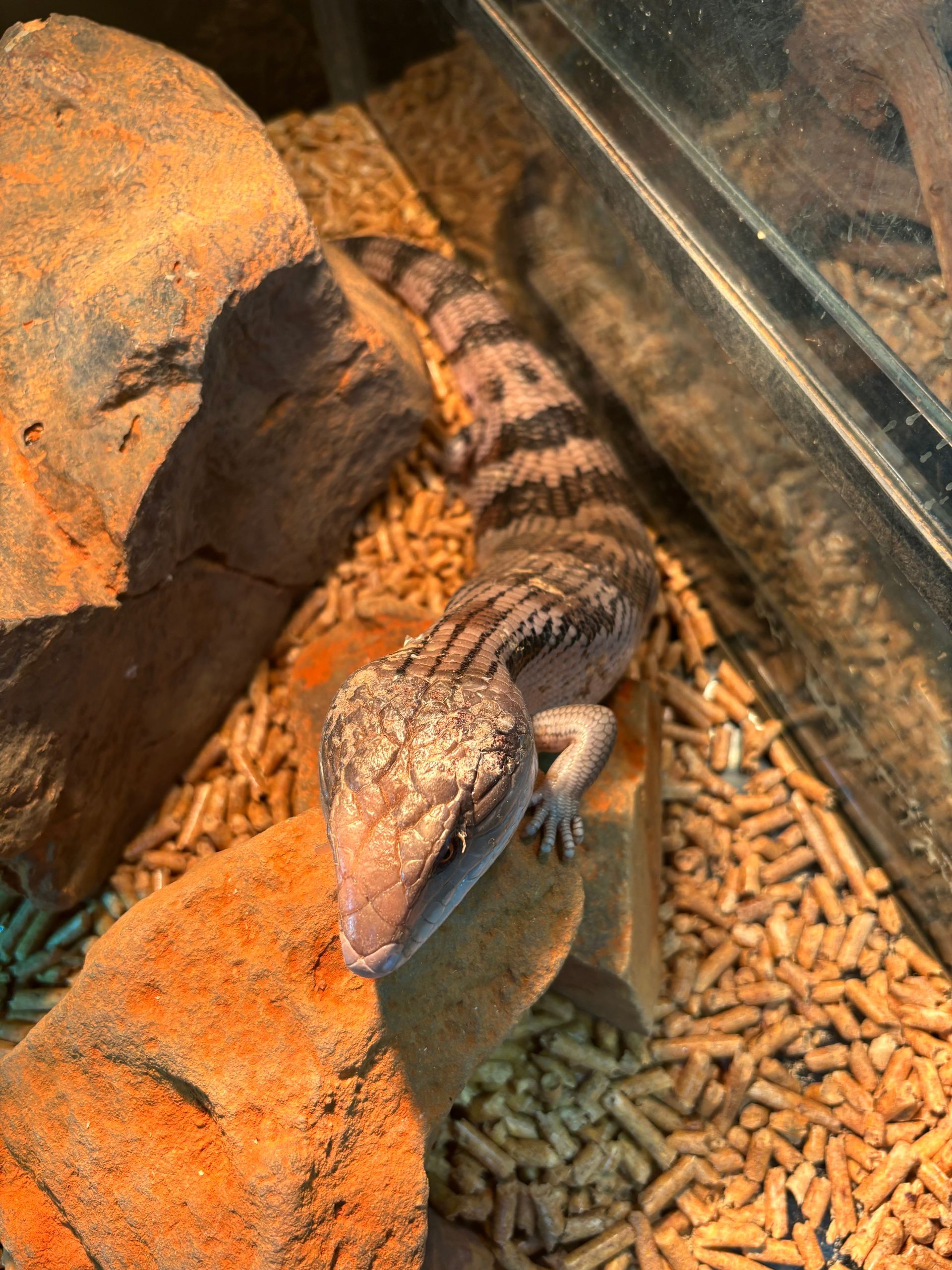 Blue Tounge Lizard