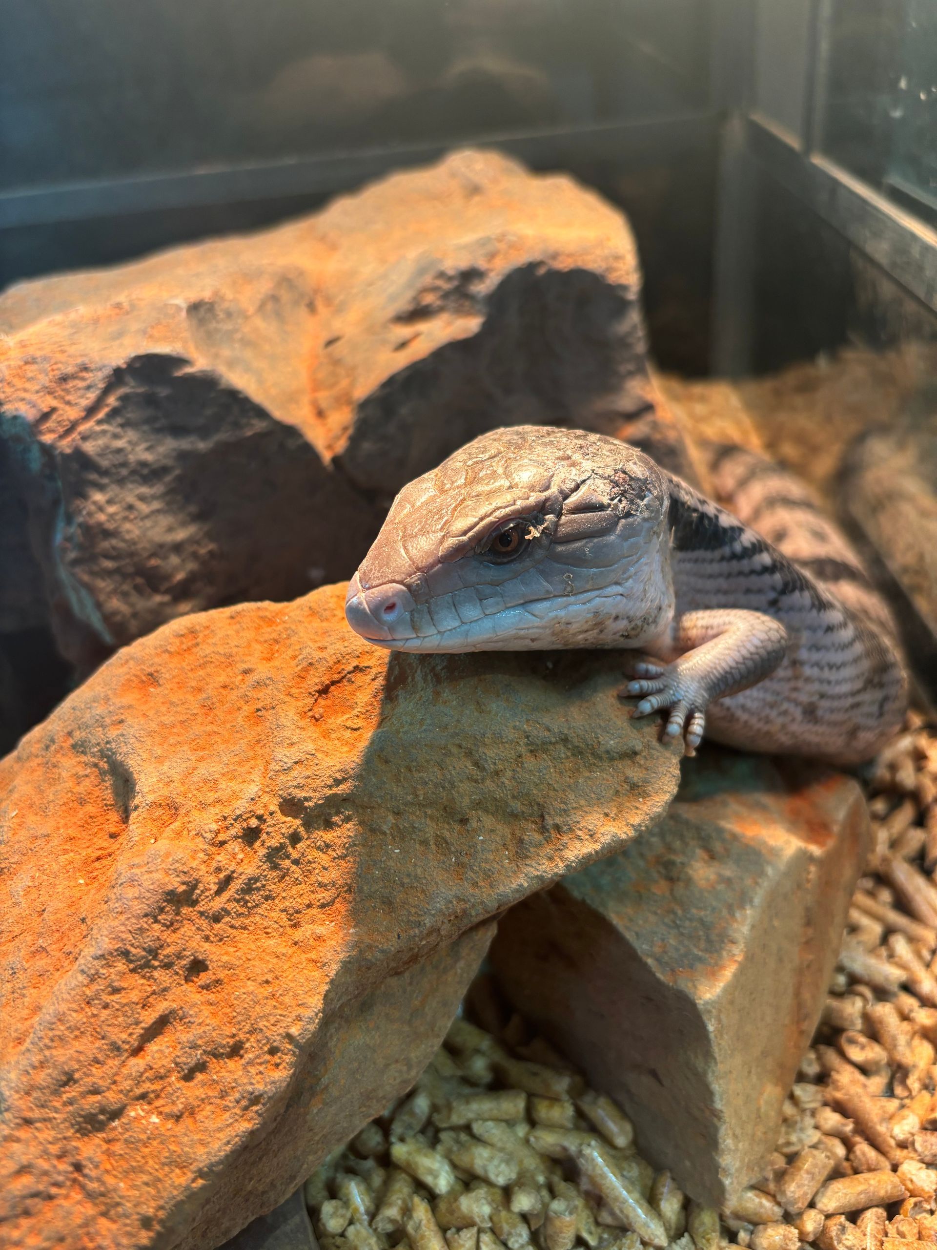 Blue Tounge Lizard