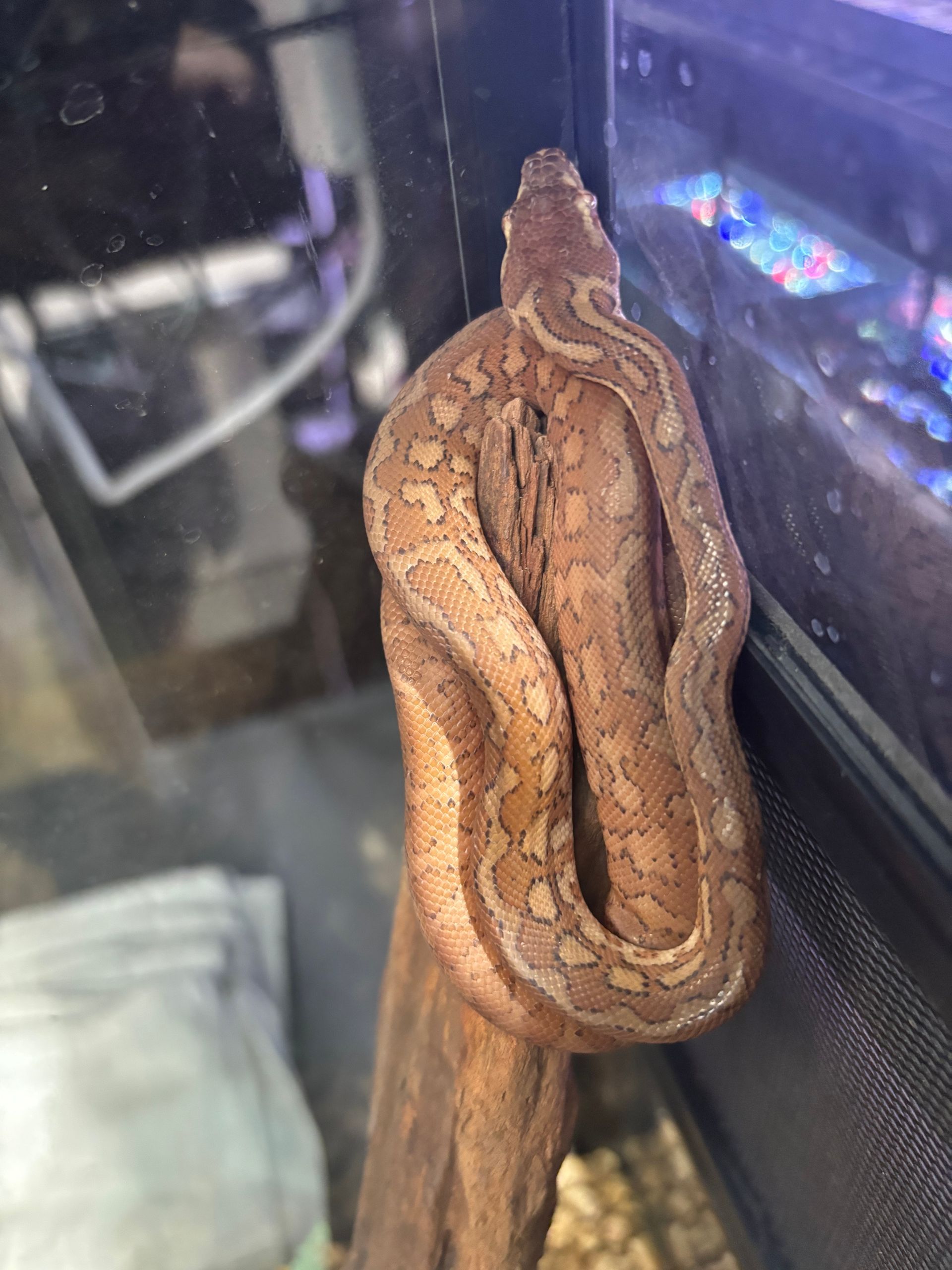 Coastal Carpet Python ~ HET Albino