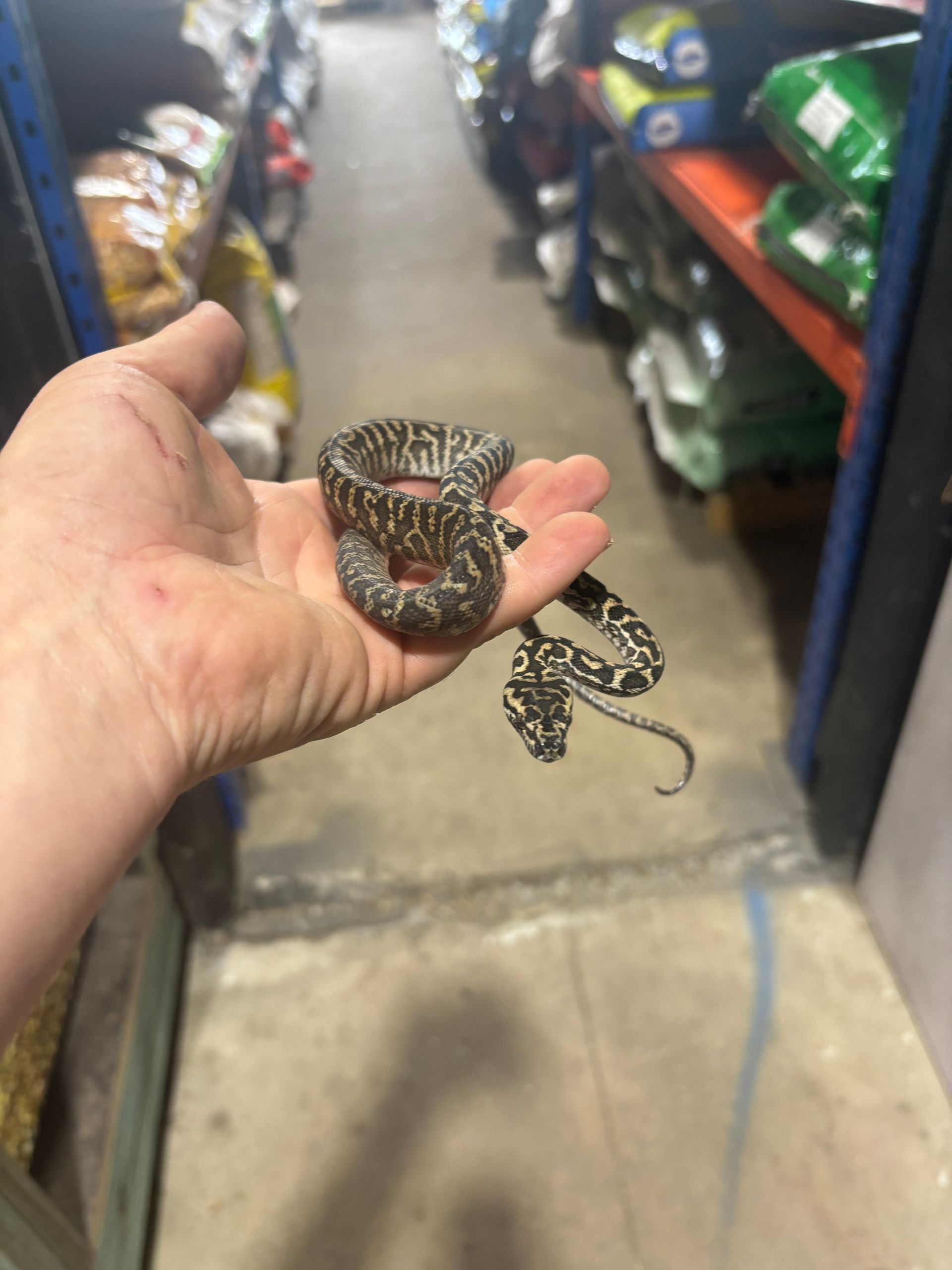 Zebra Pythons ~ Male & female