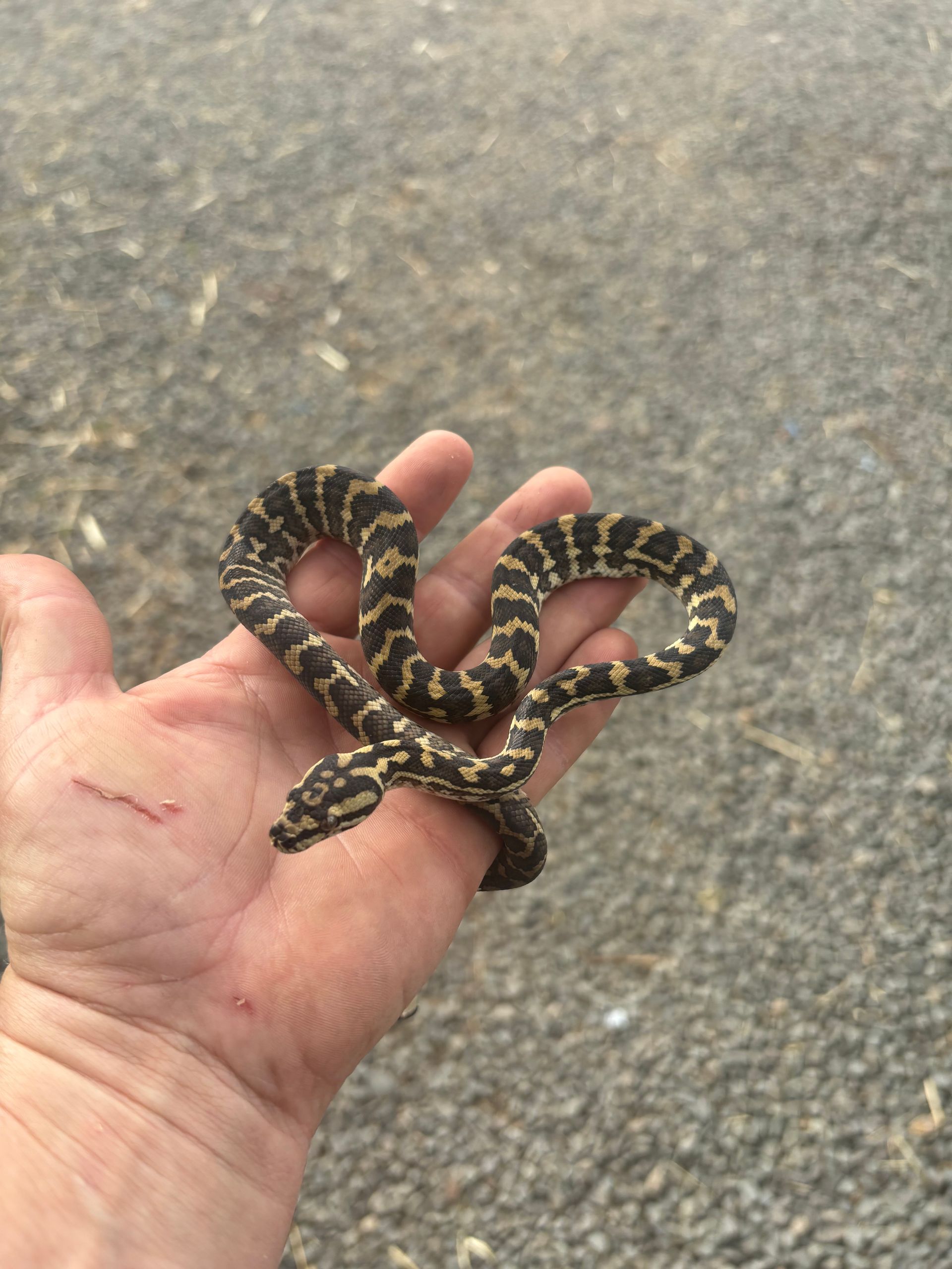 Zebra Pythons ~ Male & female