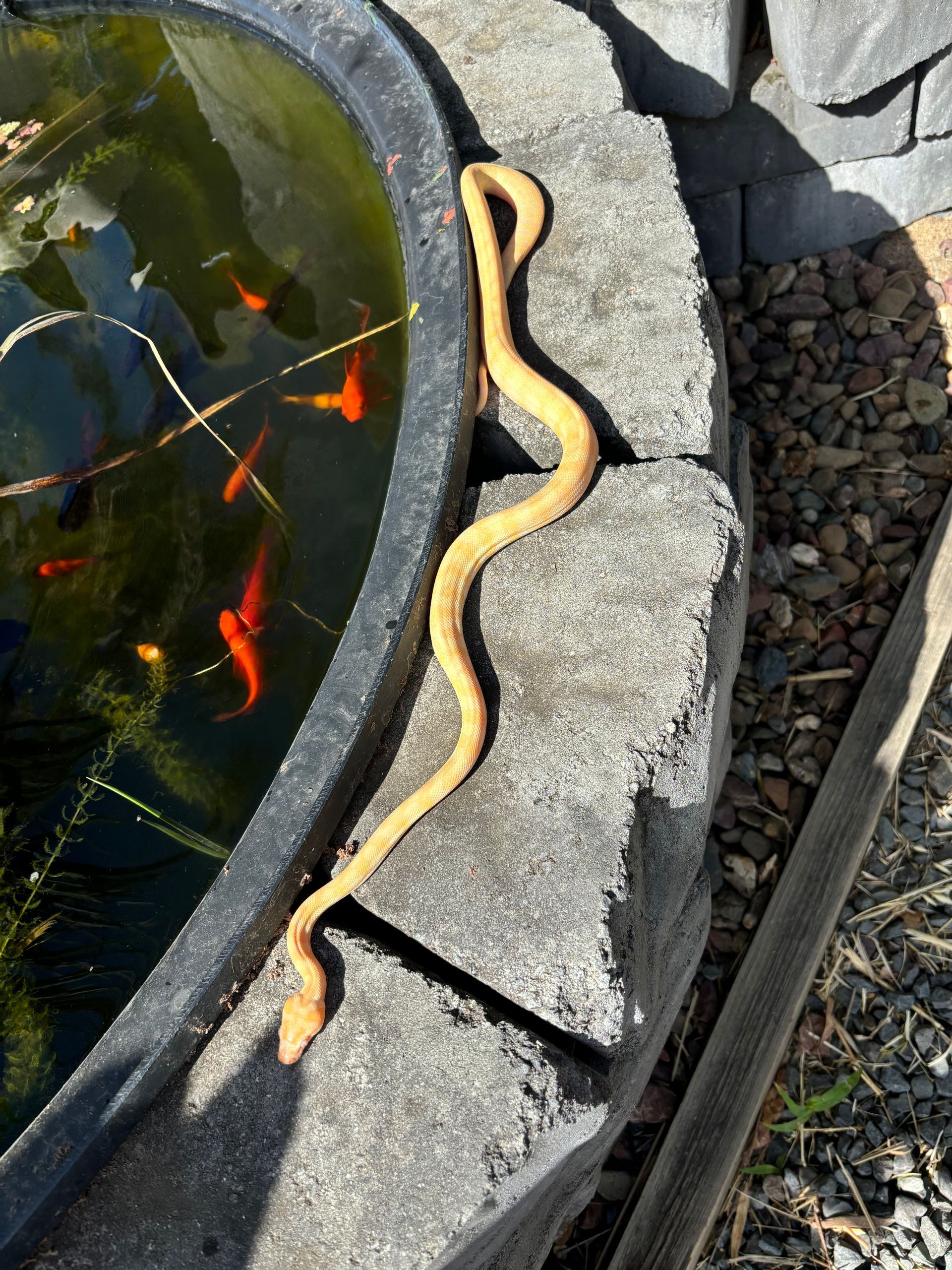 'Pineapple' 100% HET Albino/Sunglow (F?) **OUT OF STOCK**