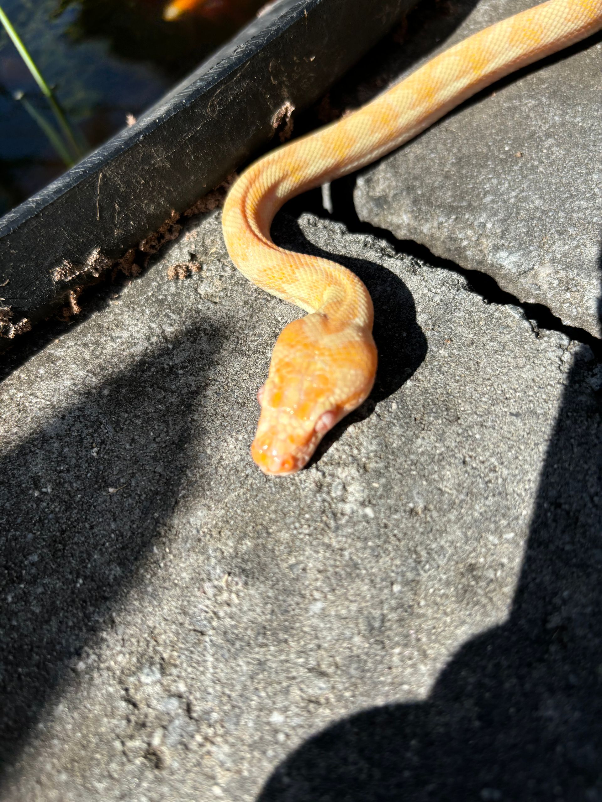 'Pineapple' 100% HET Albino/Sunglow (F?) **OUT OF STOCK**