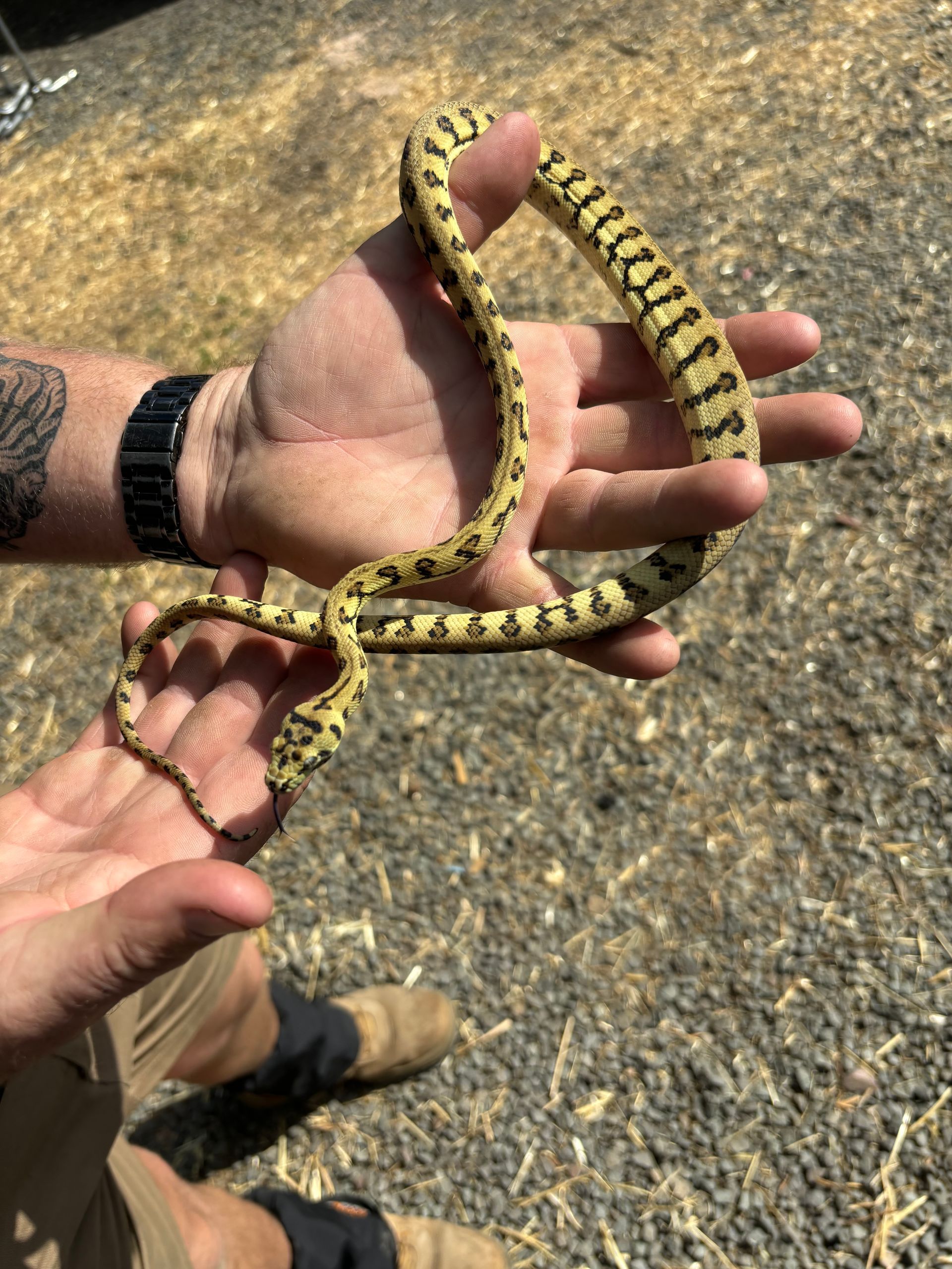 Caramel Jag ~ Female