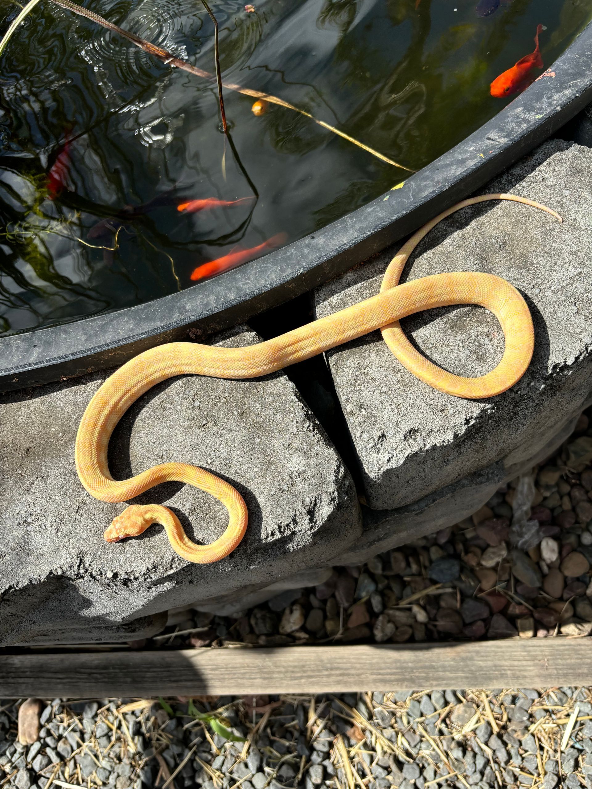 'Lemon' 100% HET Albino ~ Male