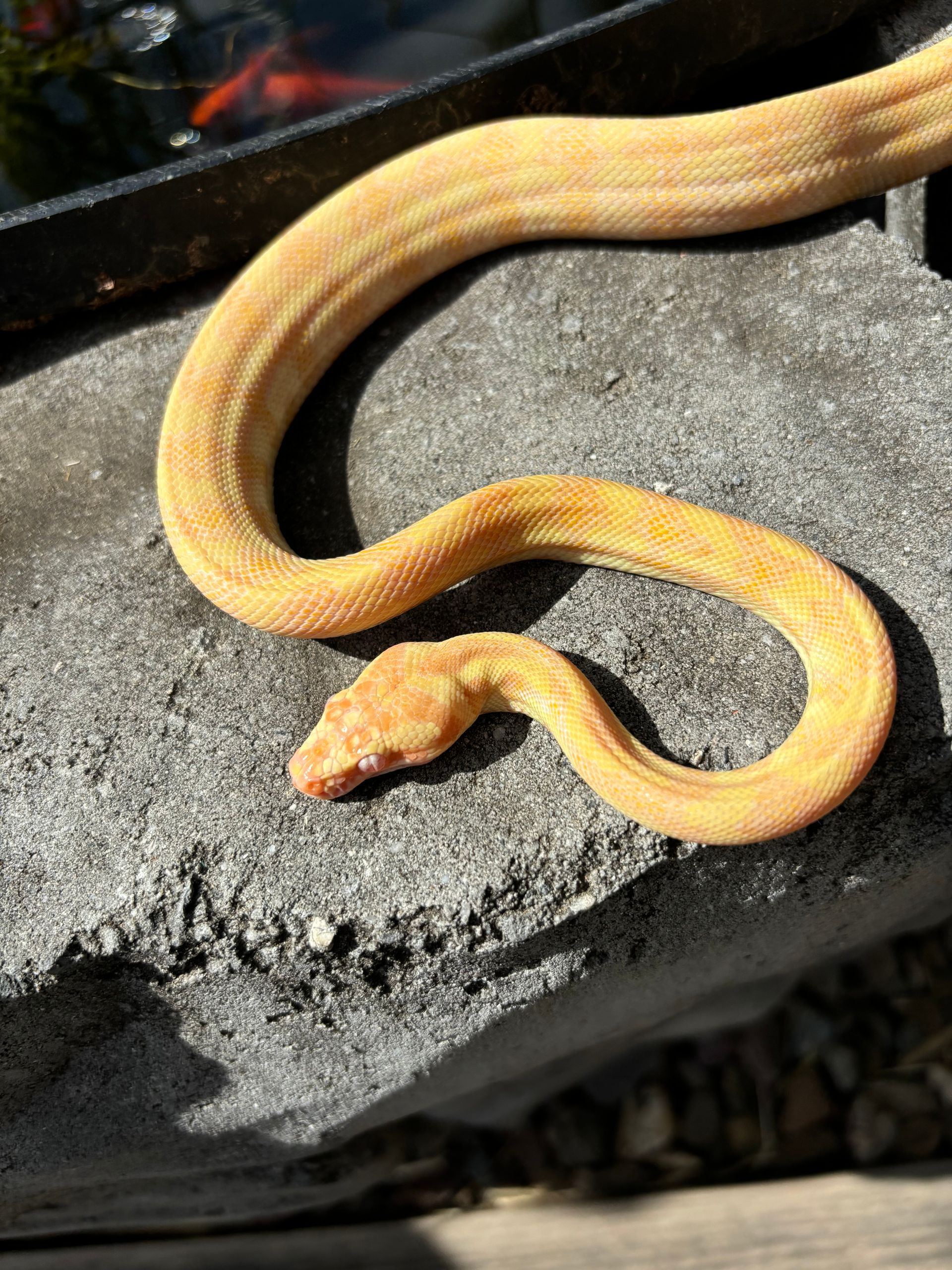 'Lemon' 100% HET Albino ~ Male