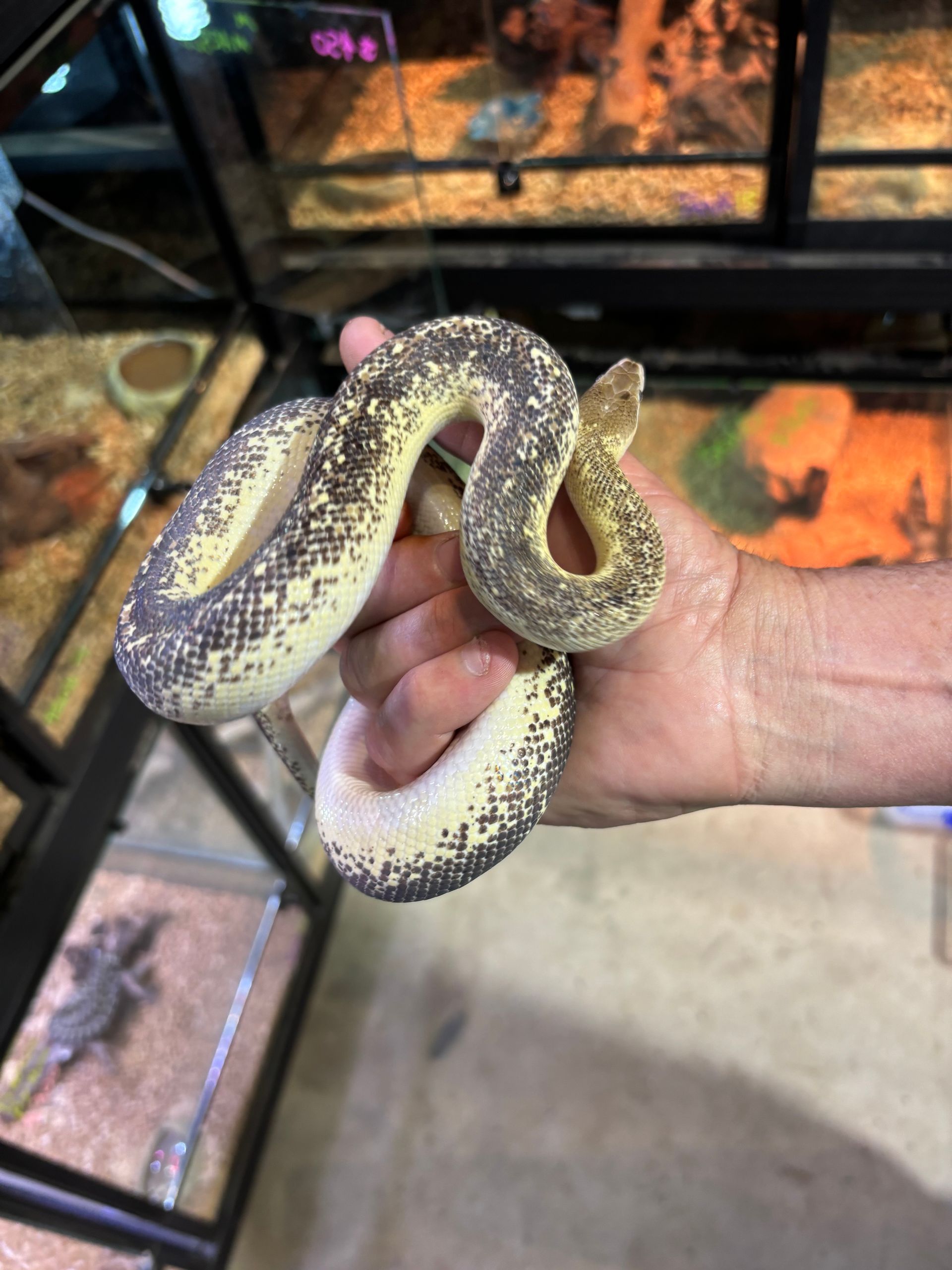 Marble Childrens Python ~ Male **OUT OF STOCK**