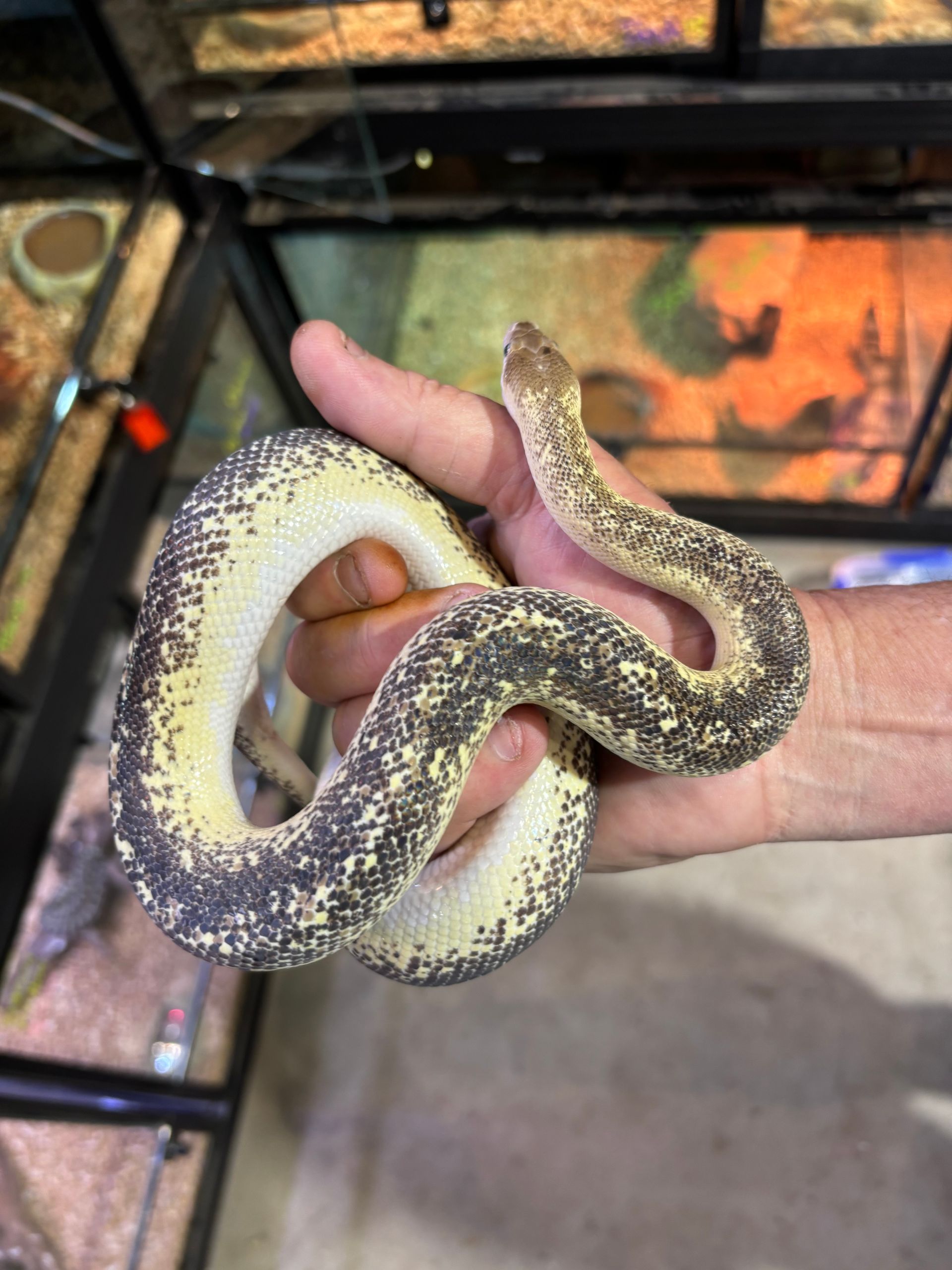 Marble Childrens Python ~ Male **OUT OF STOCK**