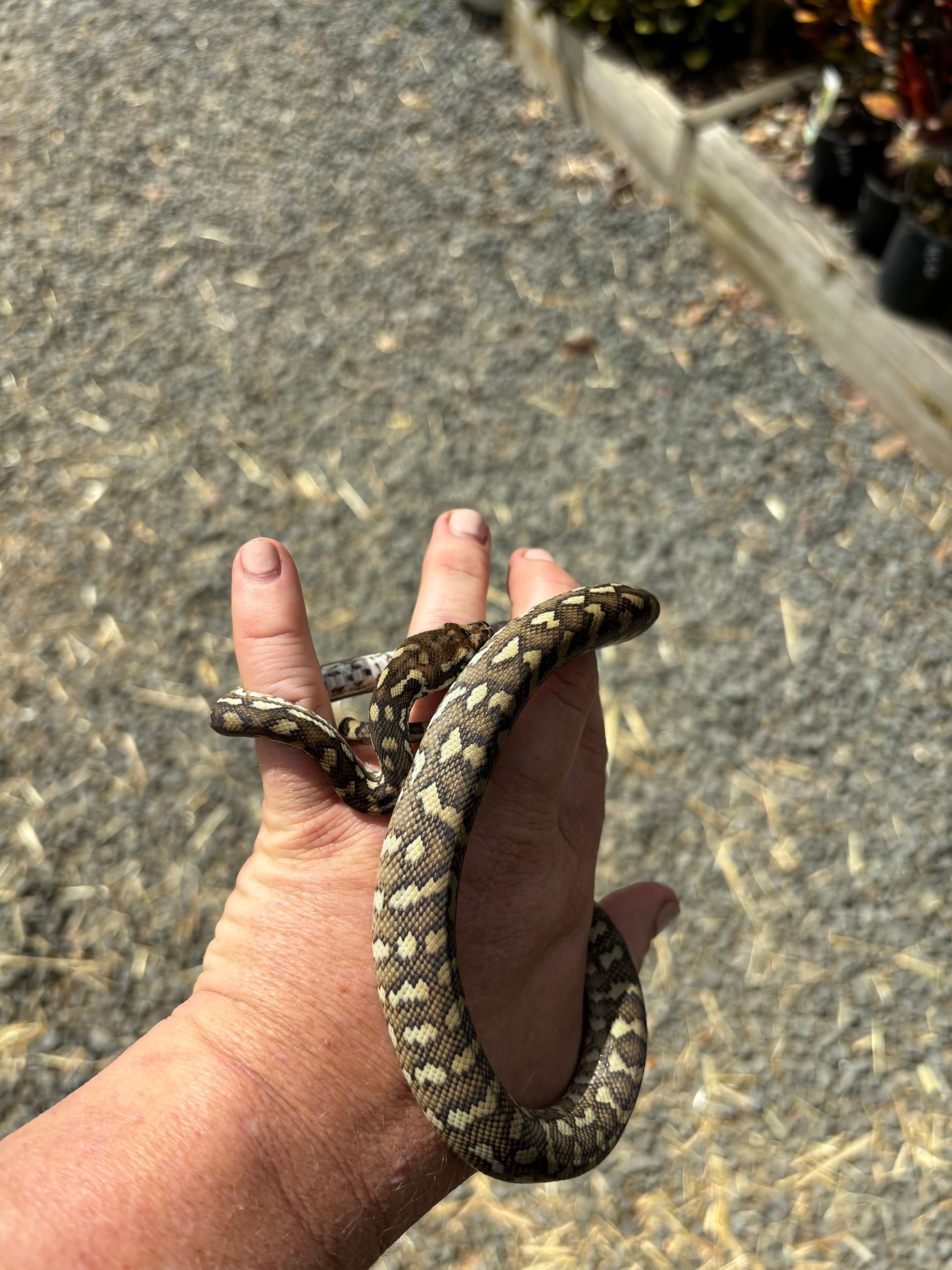 Bredli Mix ~ Male