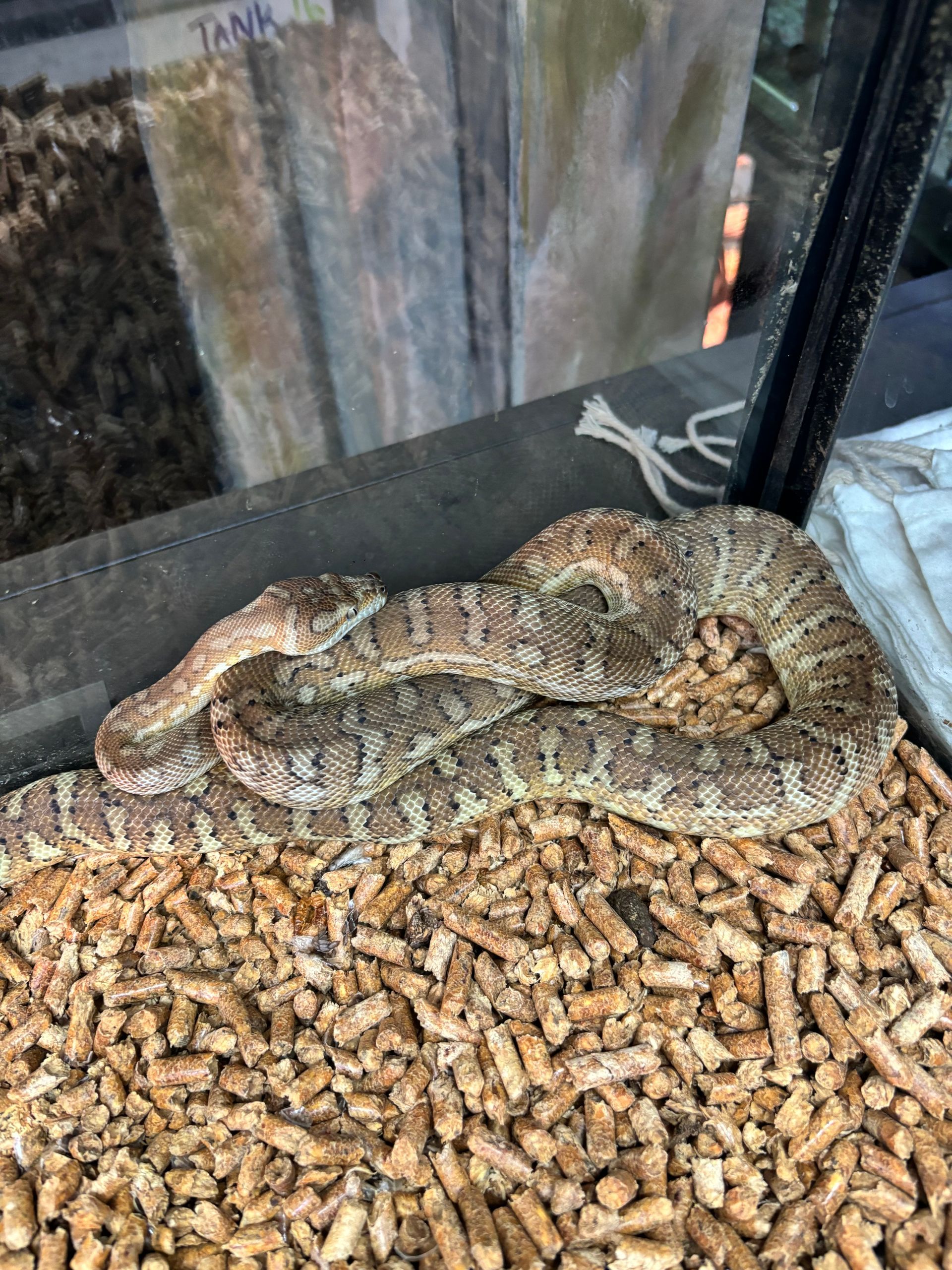 Bredli Python ~ Smaller Male