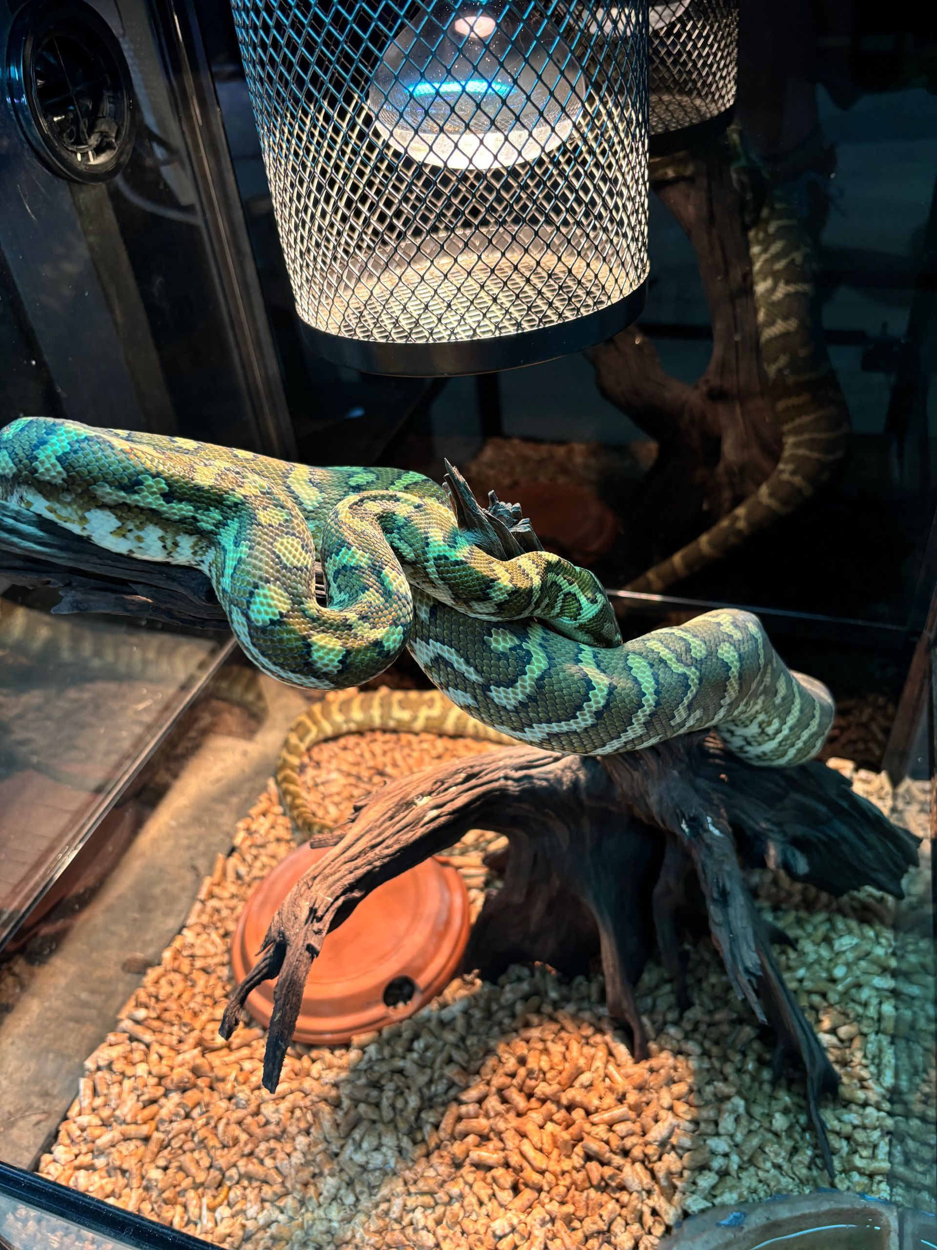 Bredli Python ~ Male