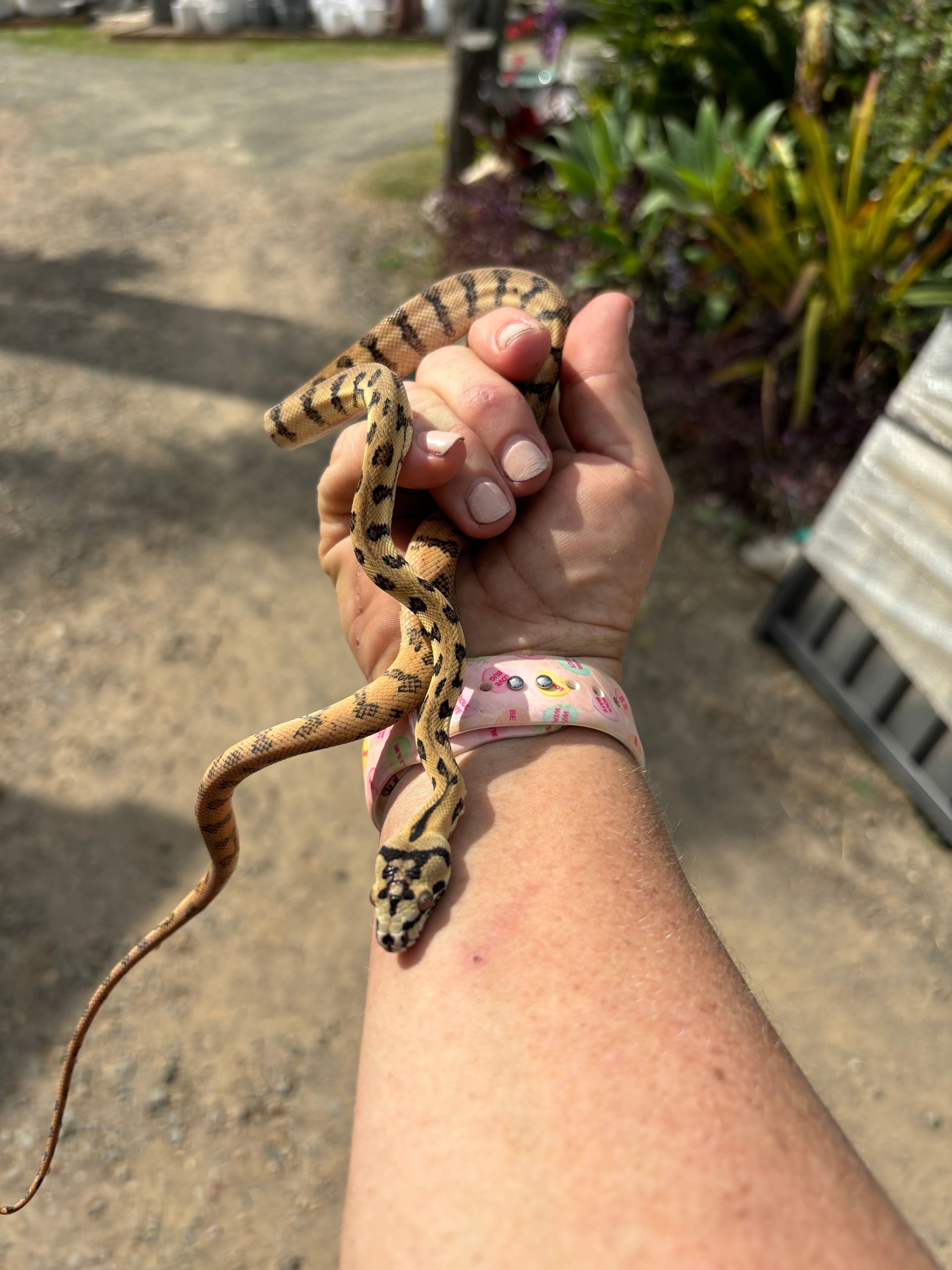 Jag Python ~ Male