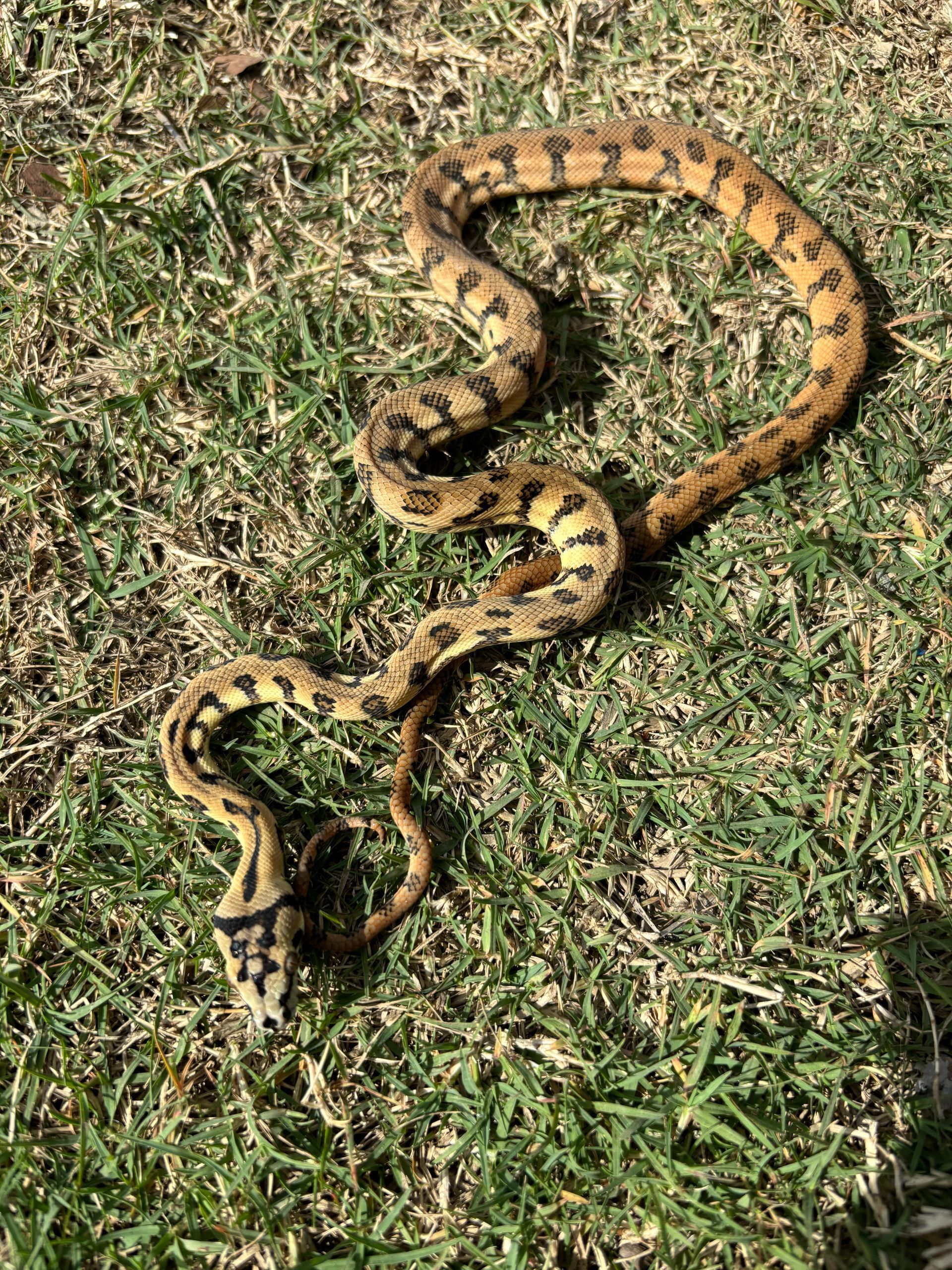 Jag Python ~ Male