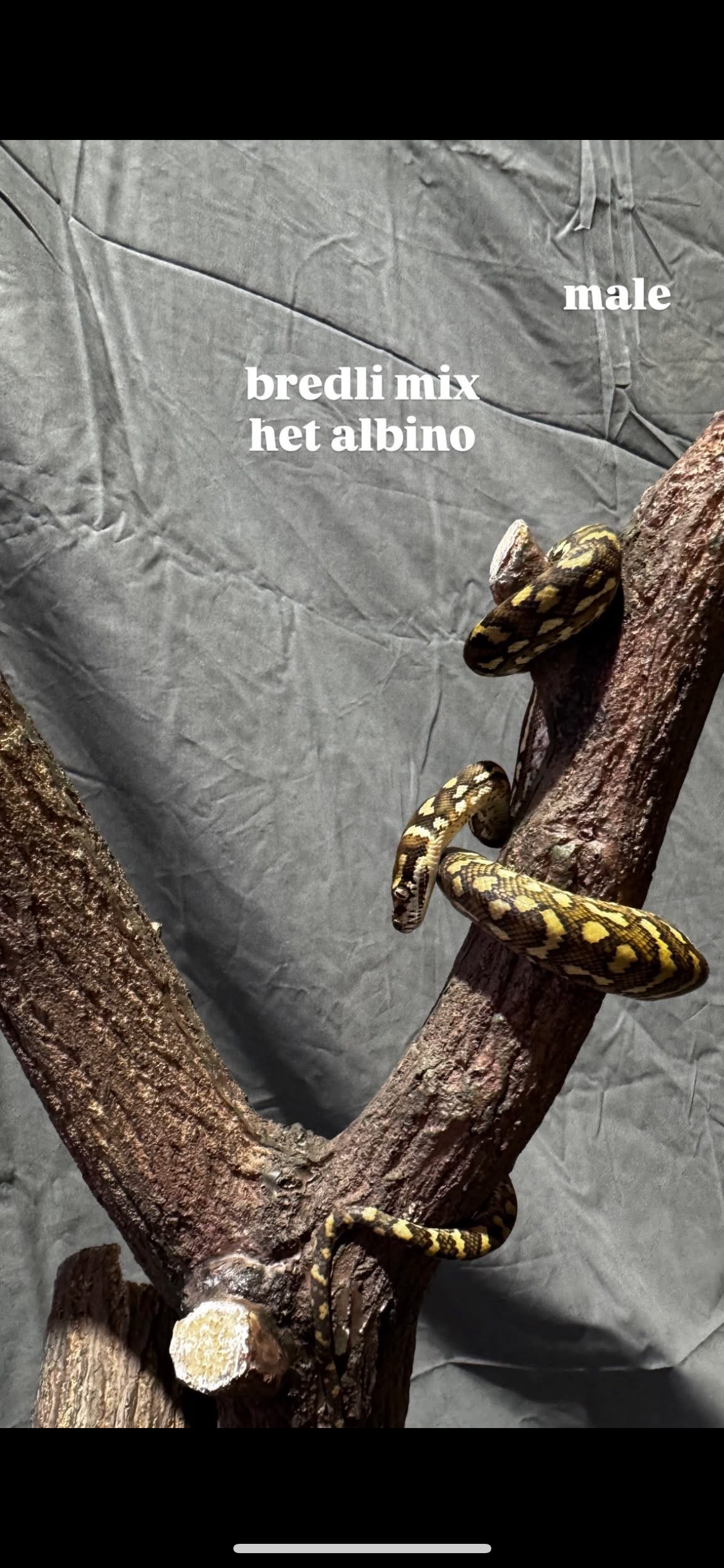 Bredli Mix ~ HET Albino MALE