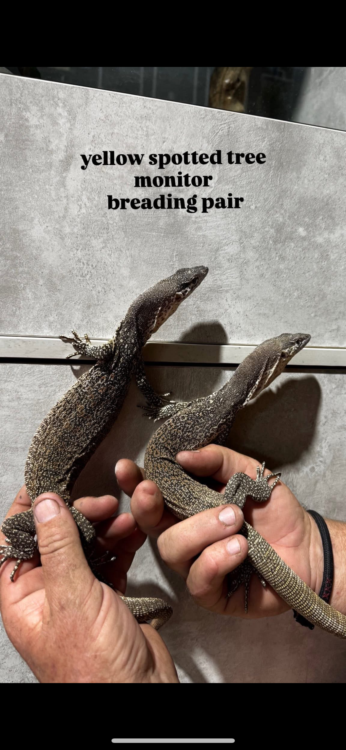 Yellow Spotted Tree Monitor ~ Breeding Pair