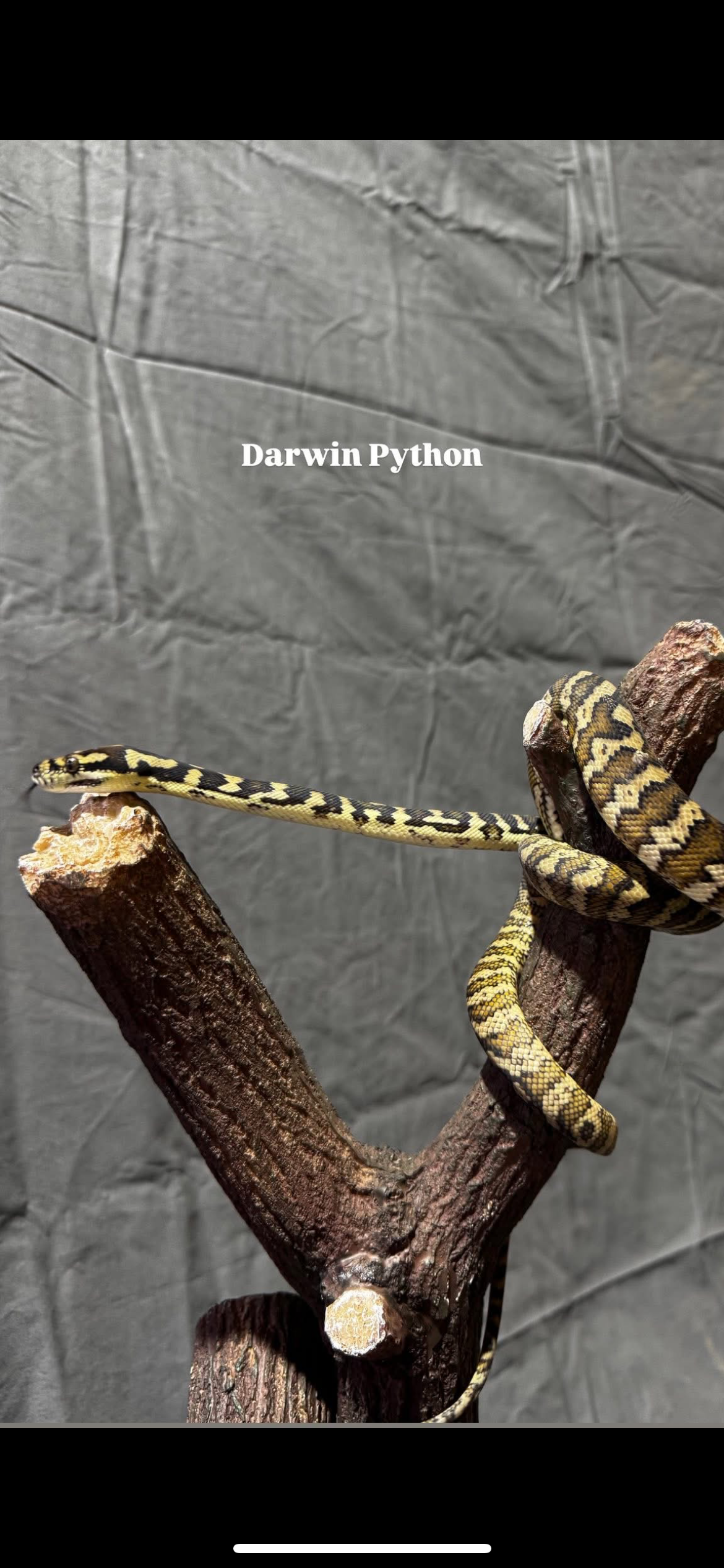 Darwin Python