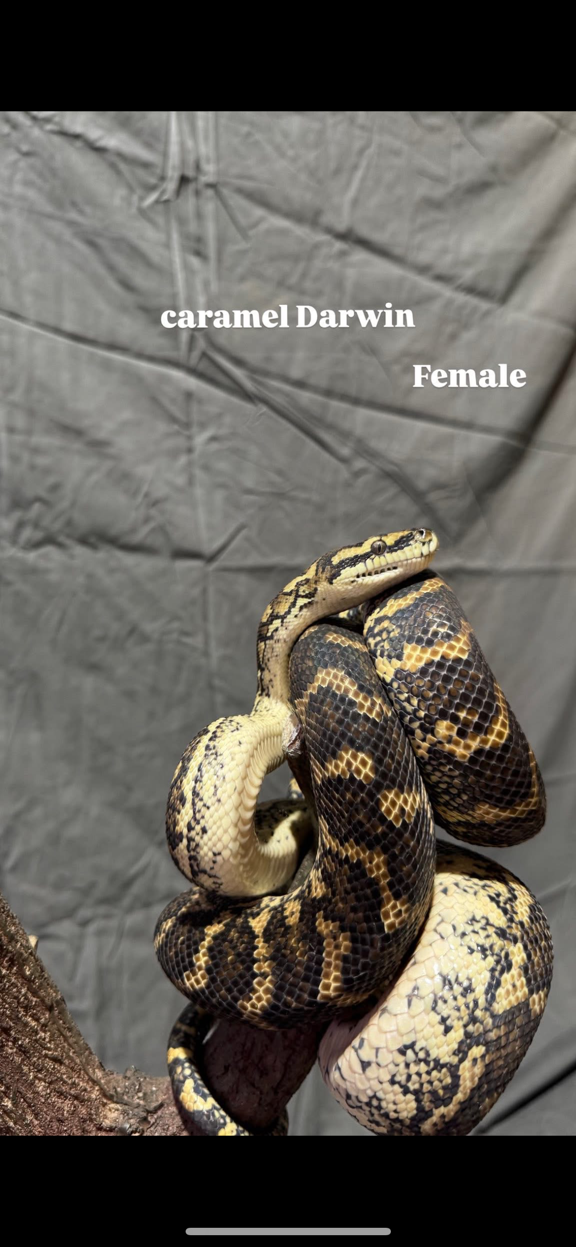 Caramel Darwin Python ~ Female
