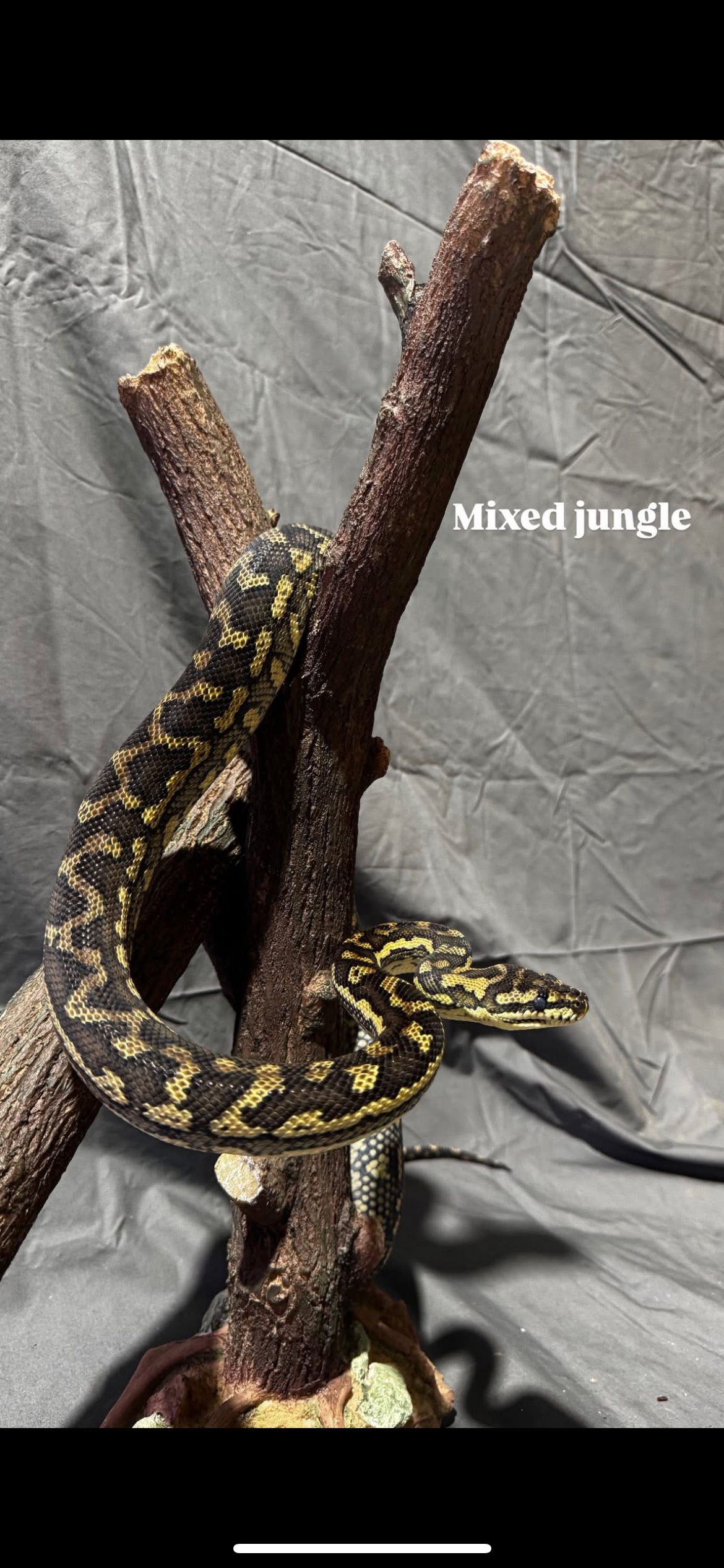 Mixed Jungle Python
