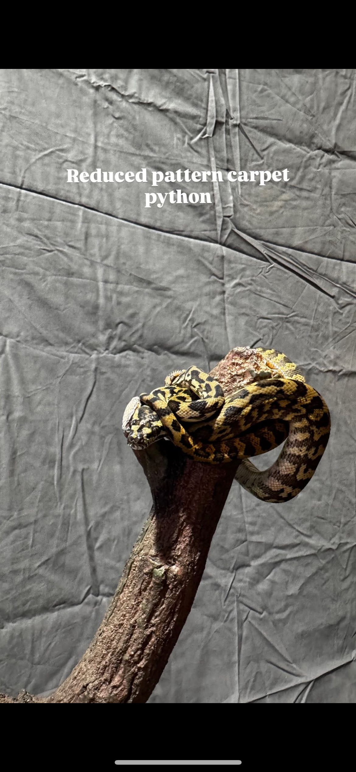 Carpet Python ~ Reduced Pattern