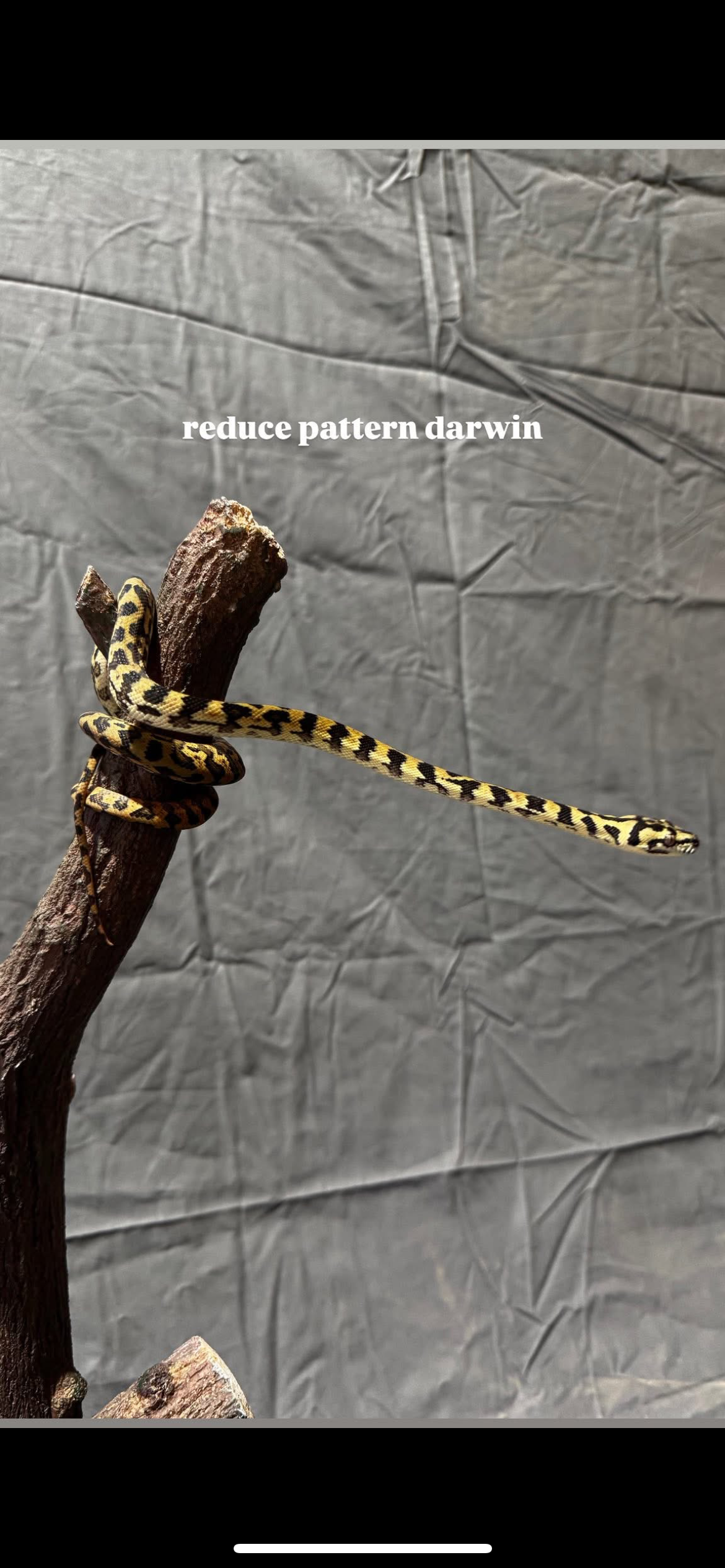 Carpet Python ~ Reduced Pattern