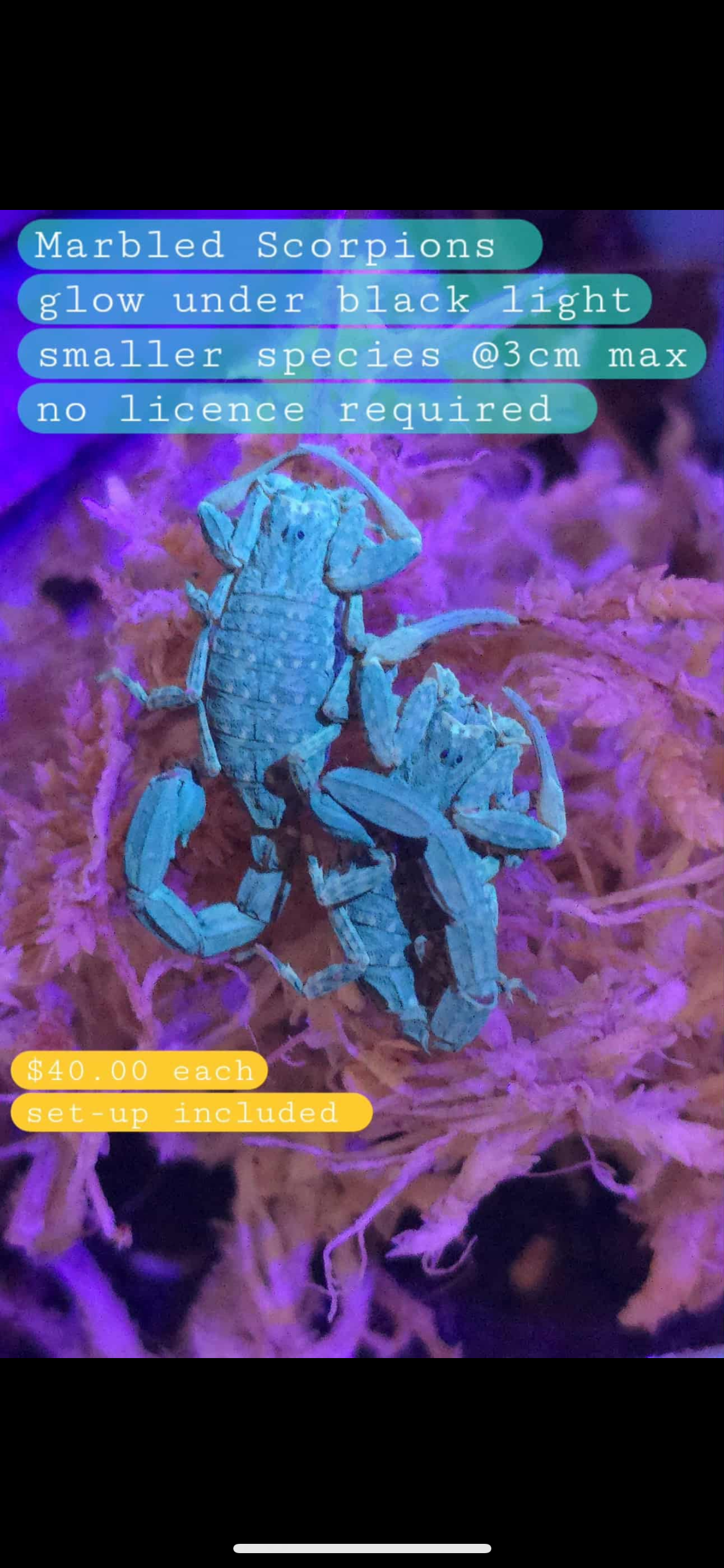 Marbled Scorpions