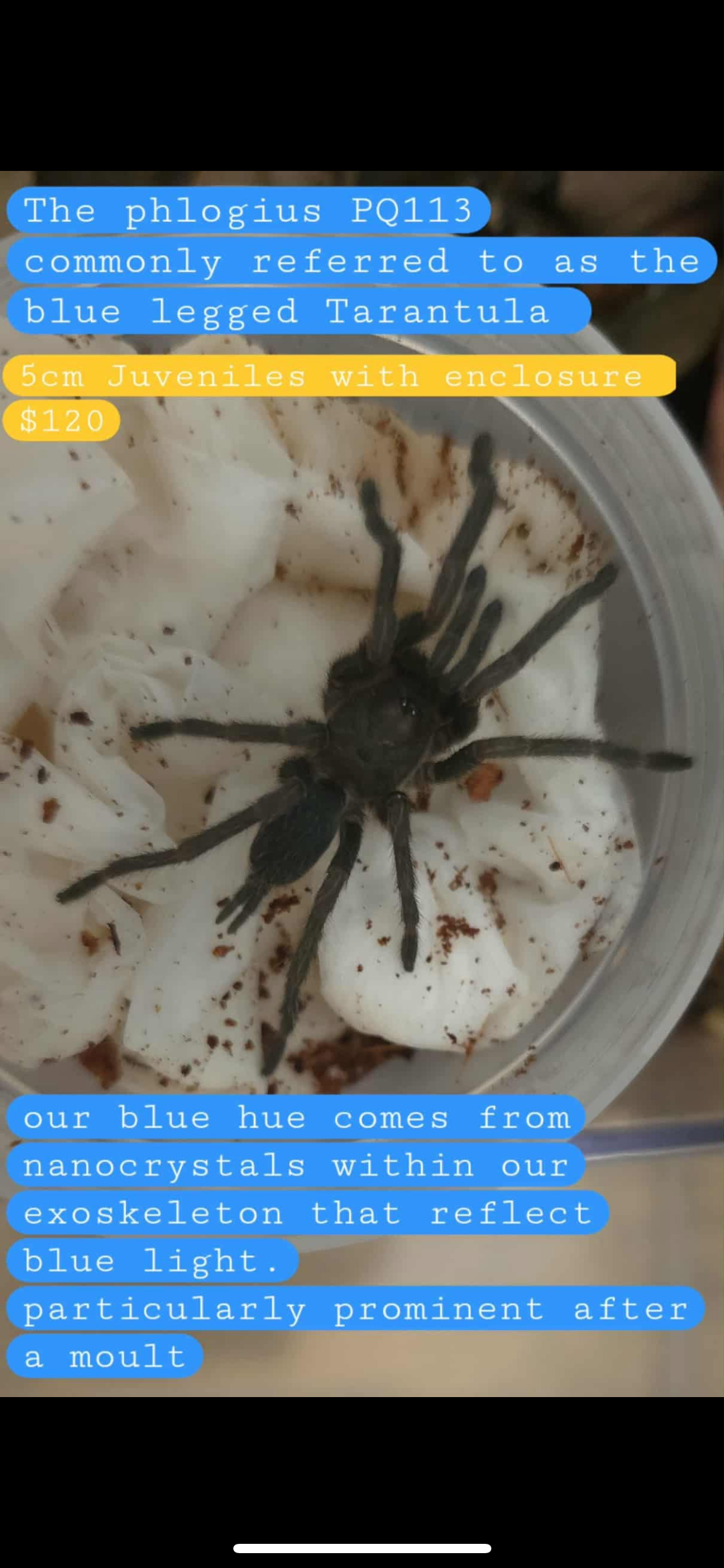 Blue Legged Tarantula ***OUT OF STOCK***